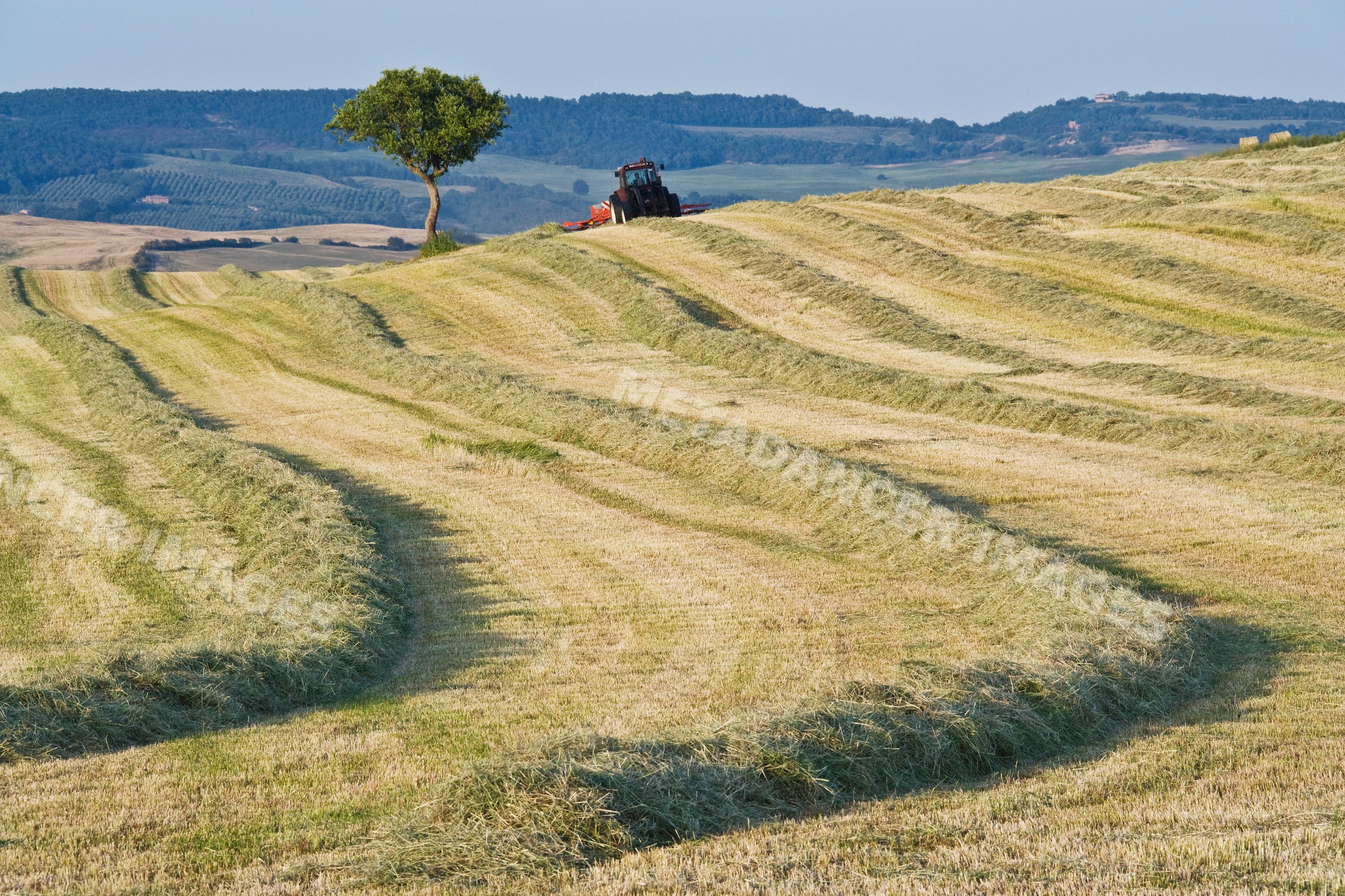 Tractor harvesting hay in field with rolling hills tuscany