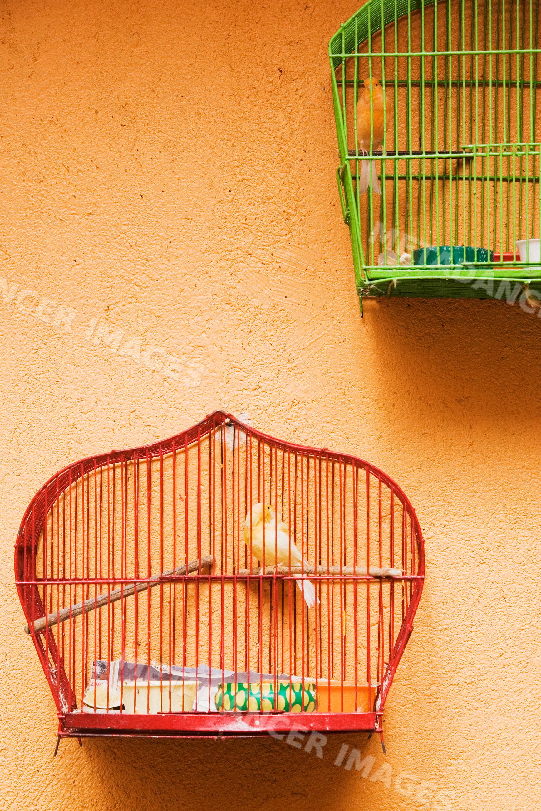 Two hanging birdcages each with a yellow bird against an orange wall