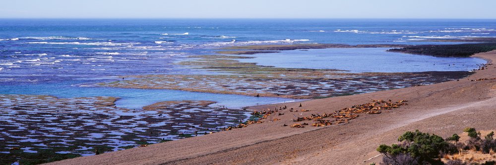 Seals resting on shoreline argentina
