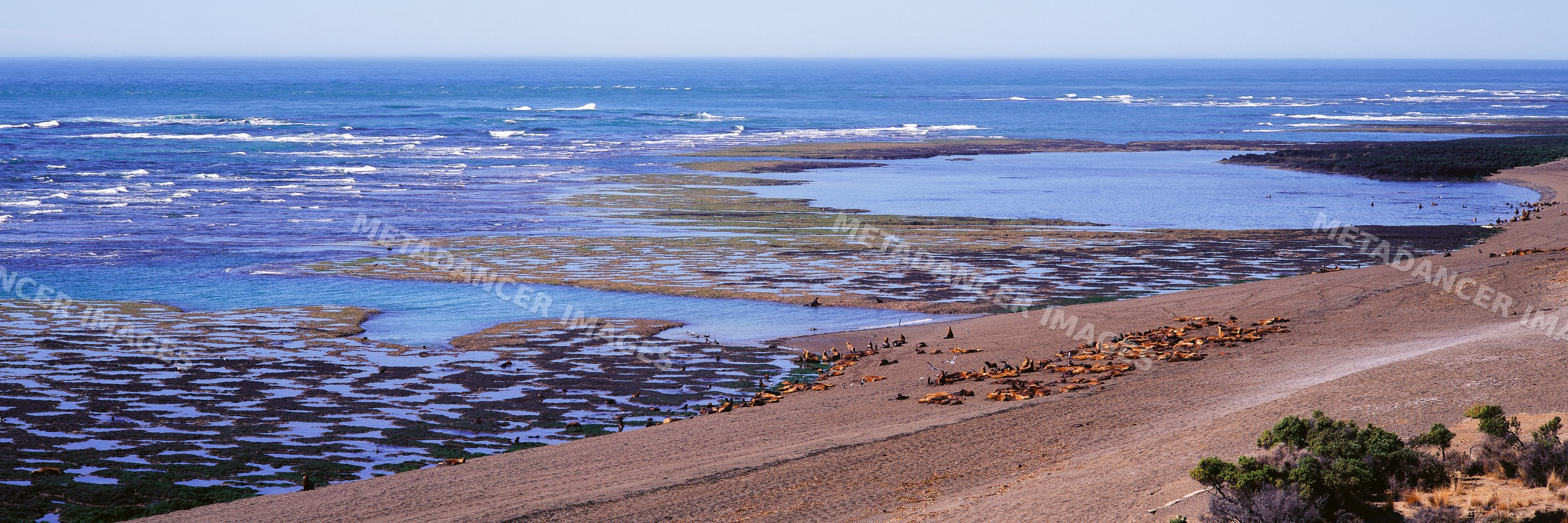 Seals resting on shoreline argentina