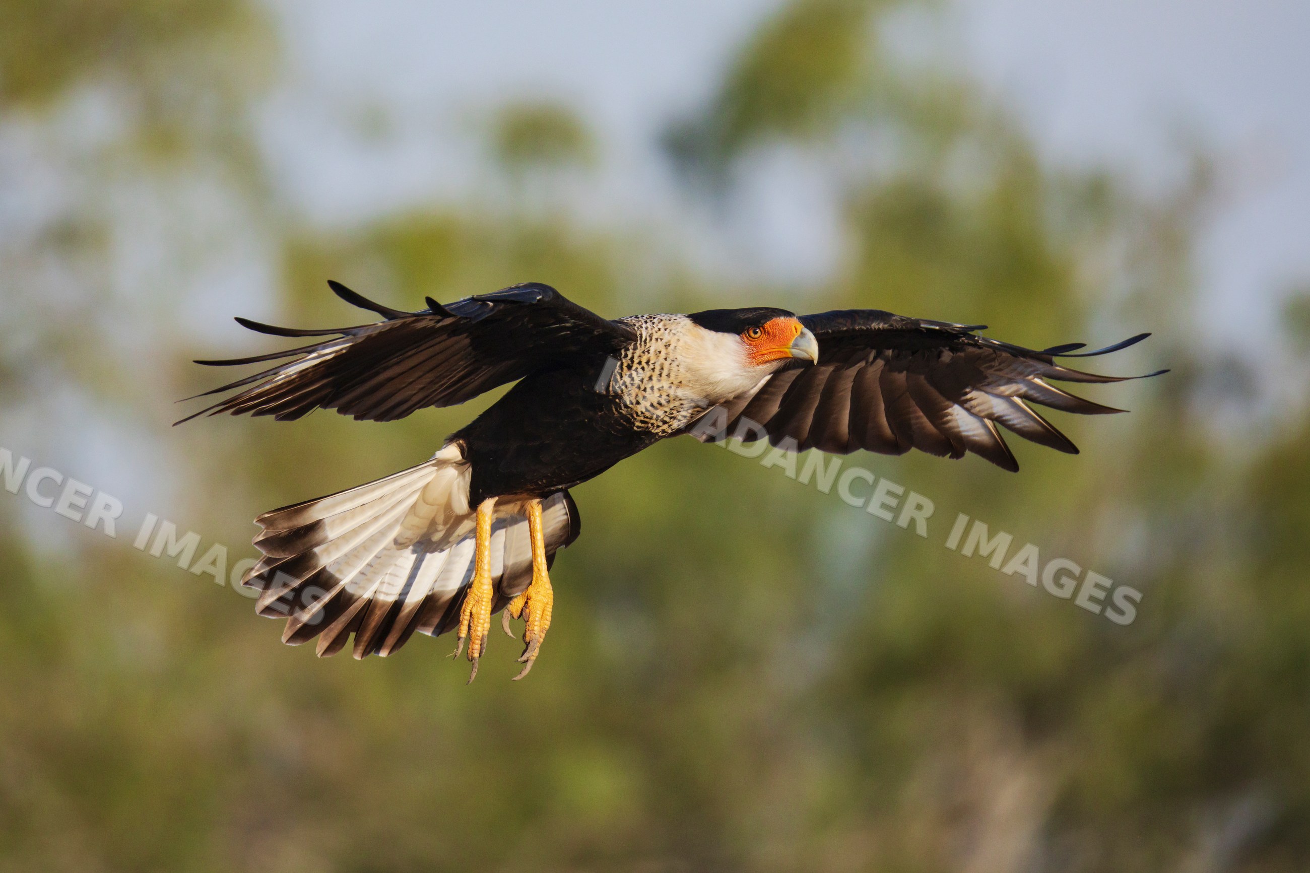 Crested caracara flying at santa clara ranch in rio grande valley