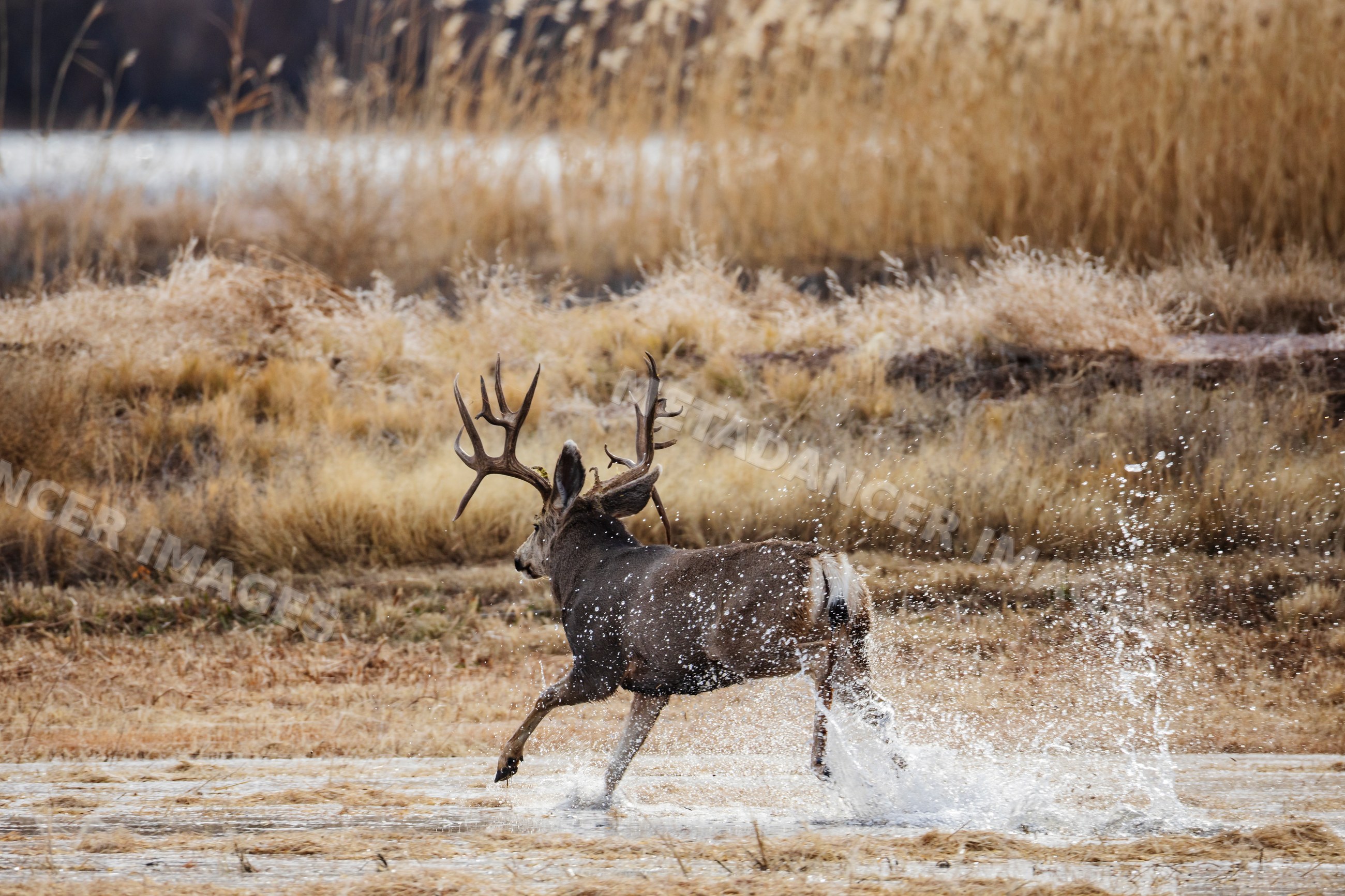 Mule Deer Buck running through water at bosque del apache