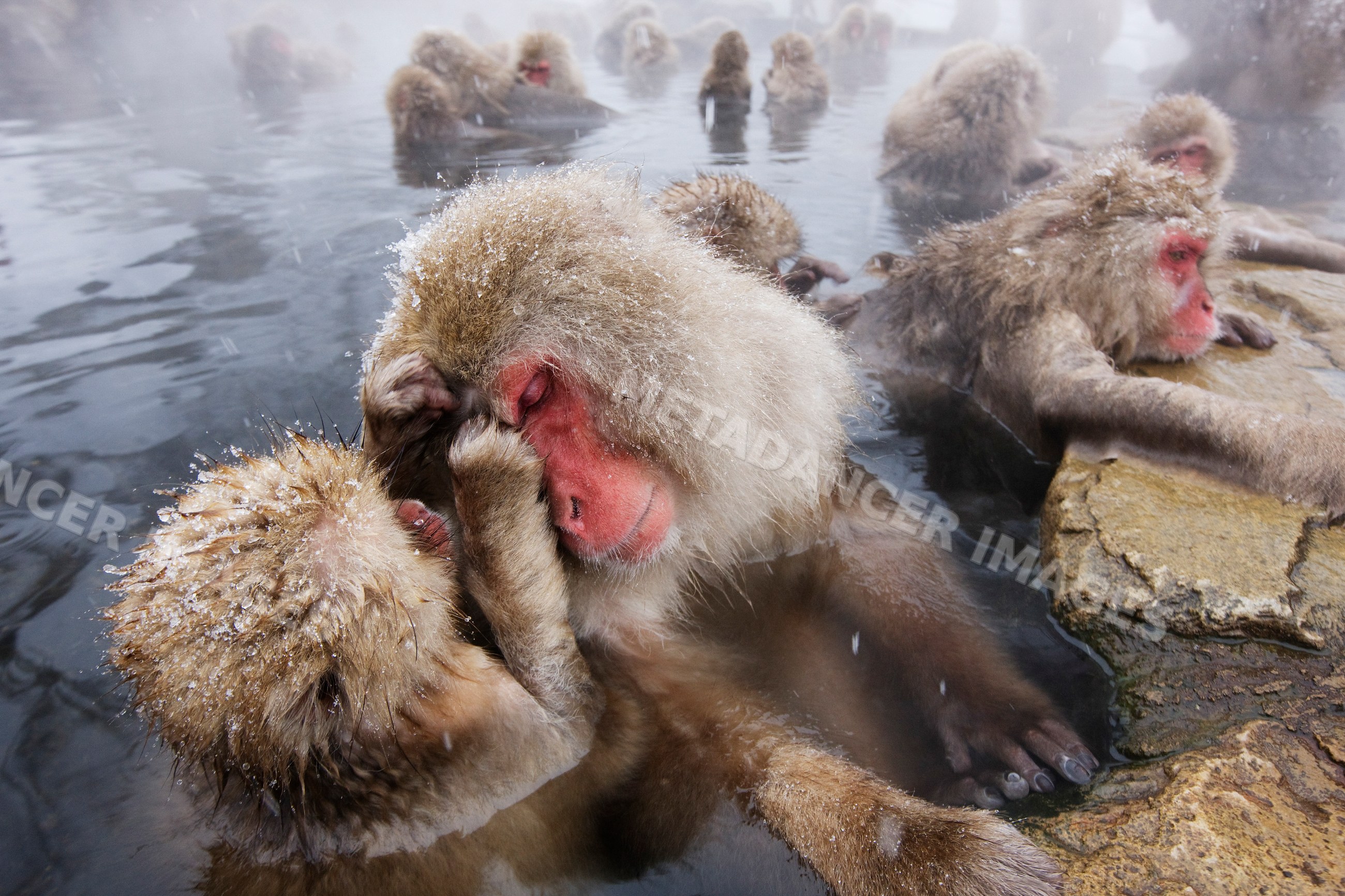 Japanese macaques grooming in hot spring, japan