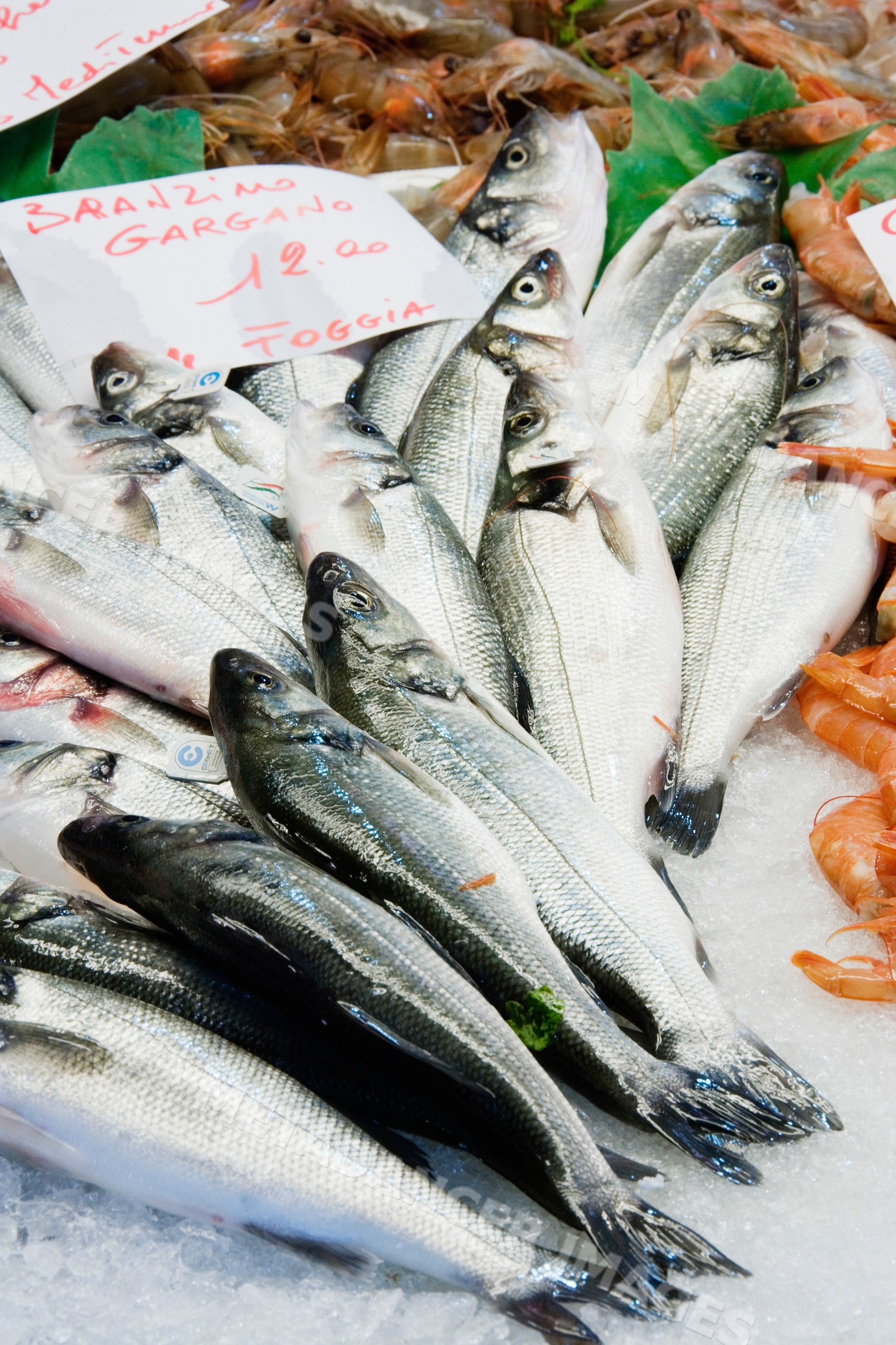 Fresh sea bass and raw shrimp venice veneto italy