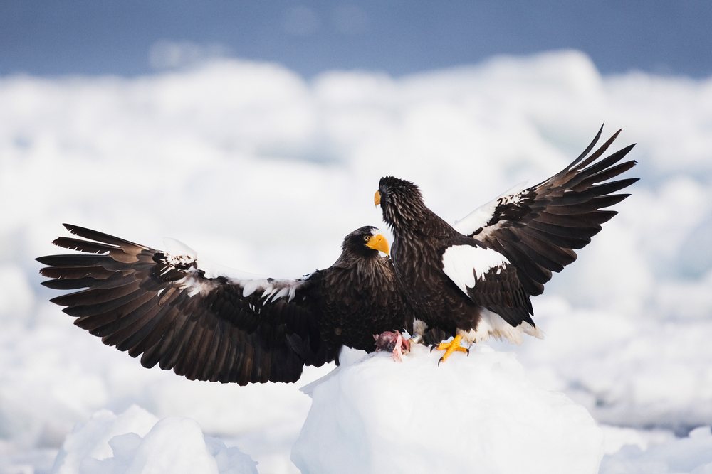 Steller's sea eagles on snowy ice floe Japan winter