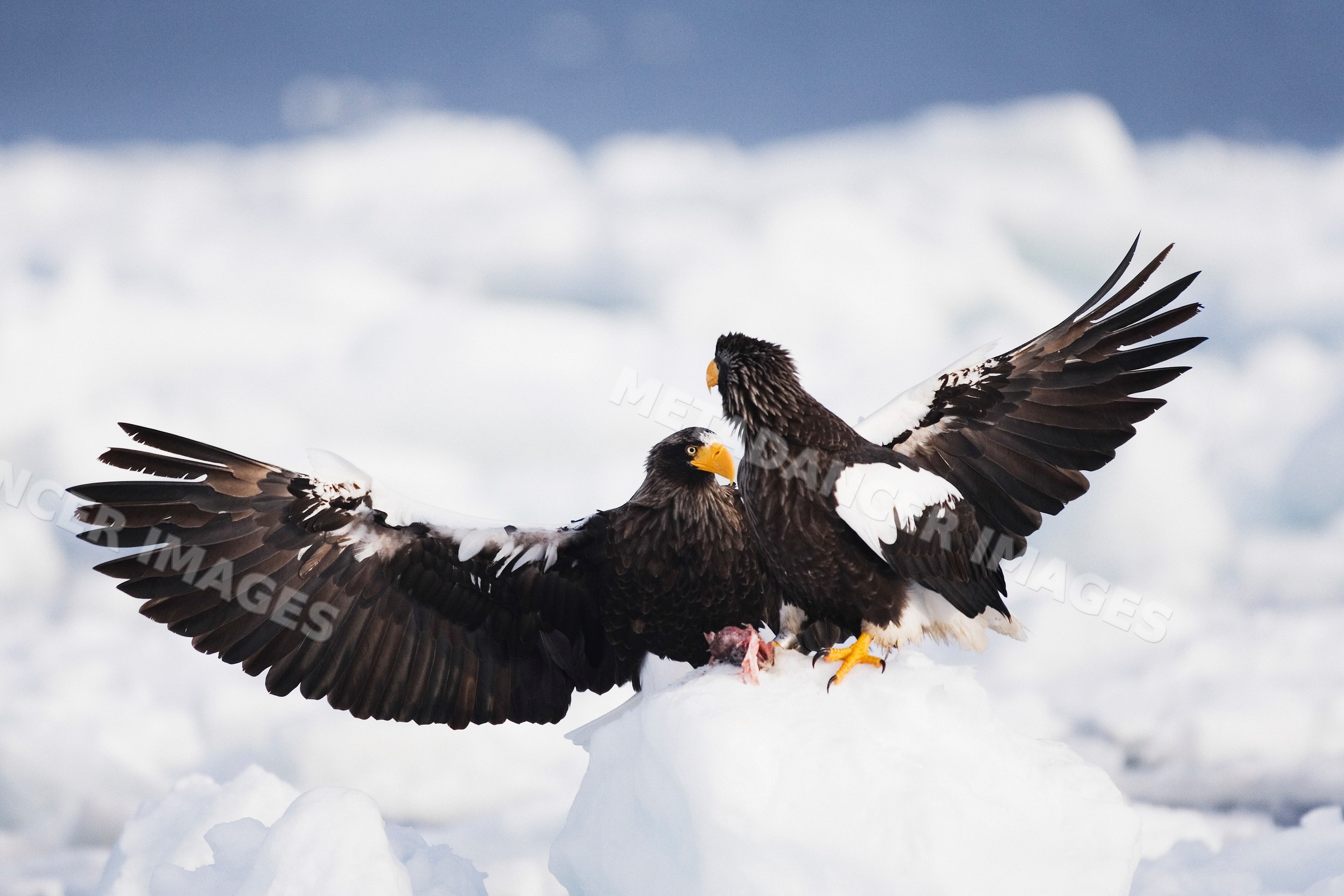Steller's sea eagles on snowy ice floe Japan winter
