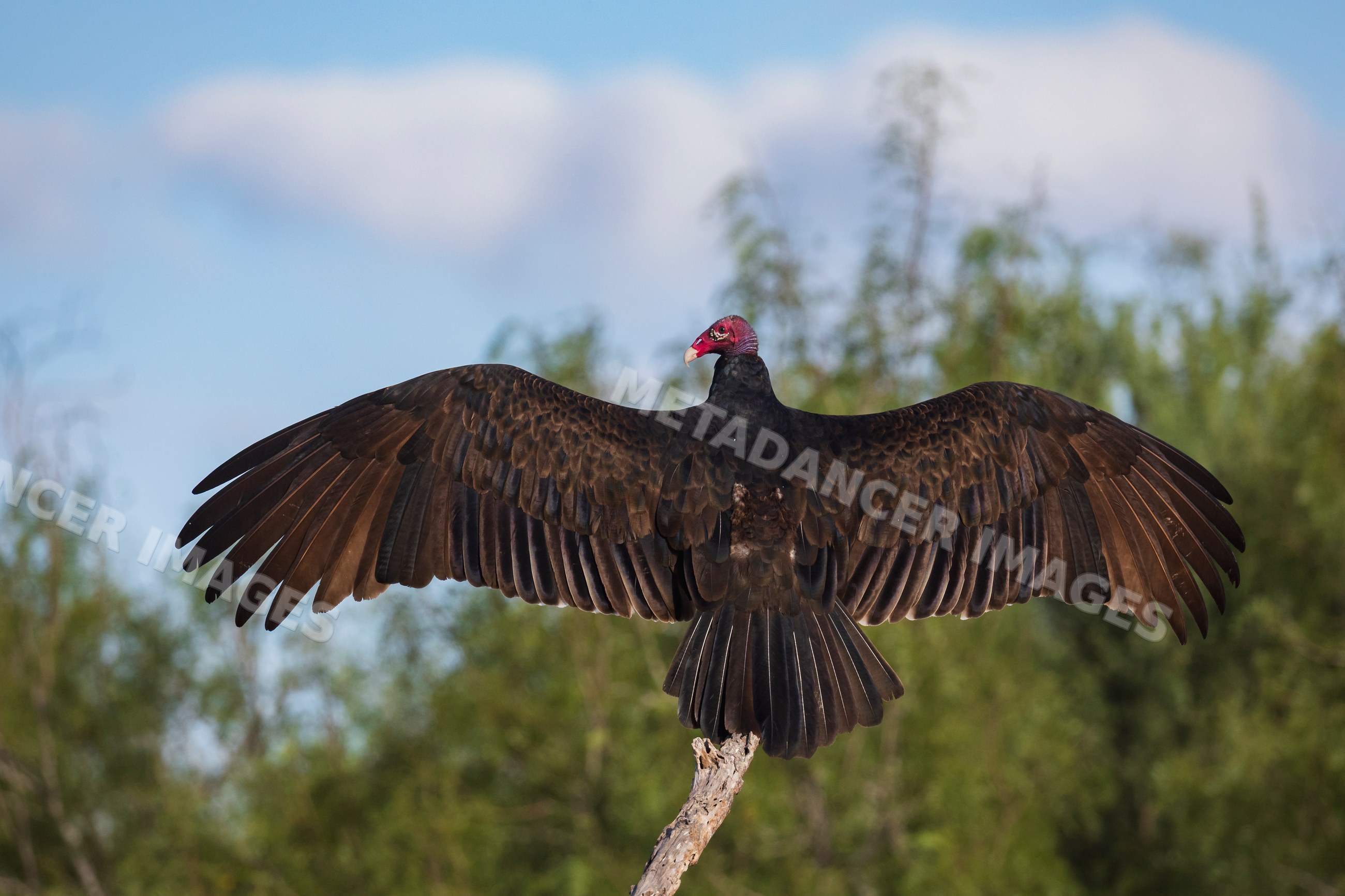 Turkey vulture sunning itself on a dead tree branch