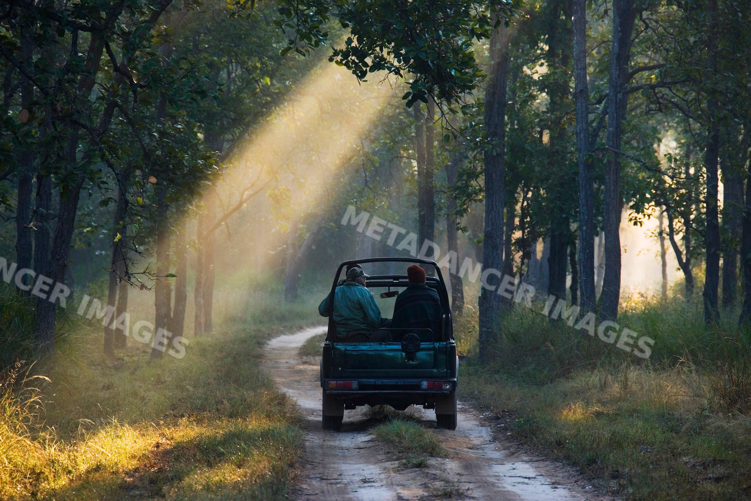 Safari jeep driving on forest trail madhya pradesh india
