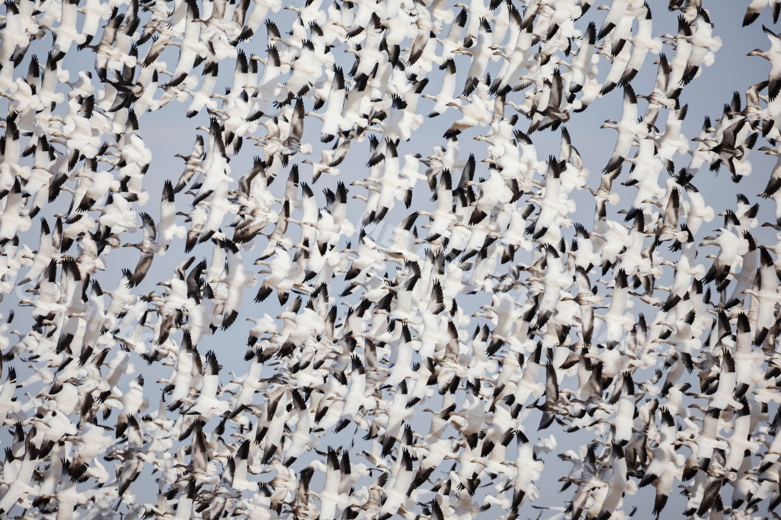 Snow geese flock in flight at New Mexico waterfowl complex