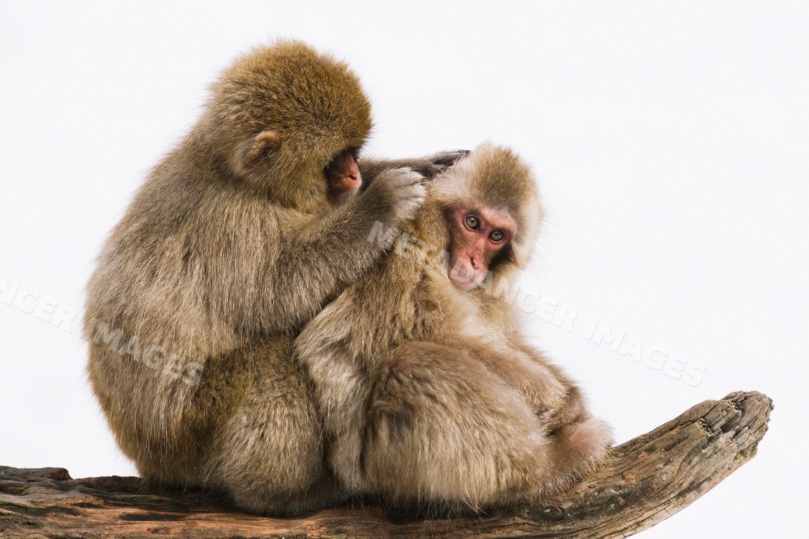 Japanese macaques grooming on a tree branch, japan