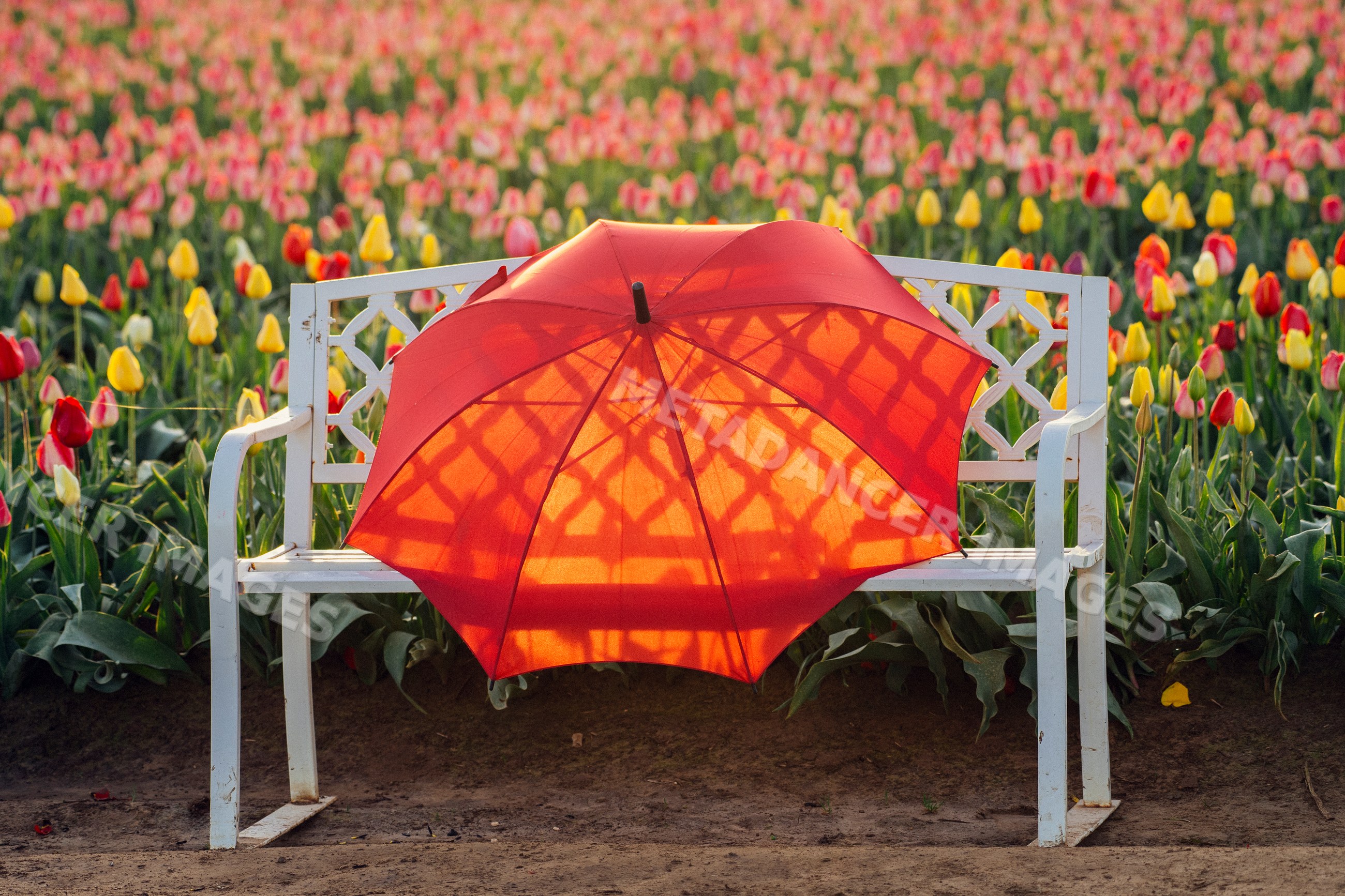 Red umbrella on white bench in tulip field