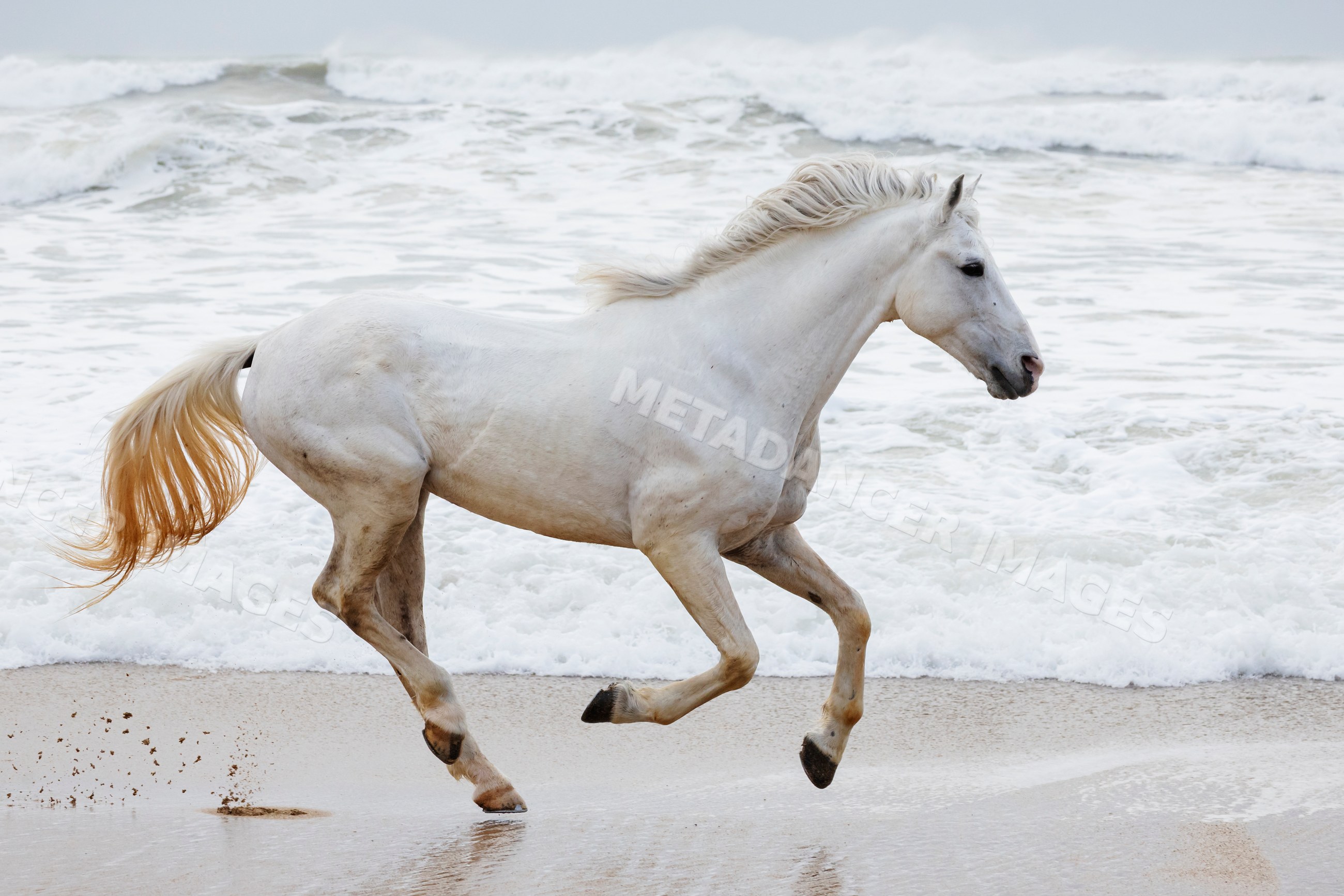 White horse running on Beach with ocean waves in a Beach