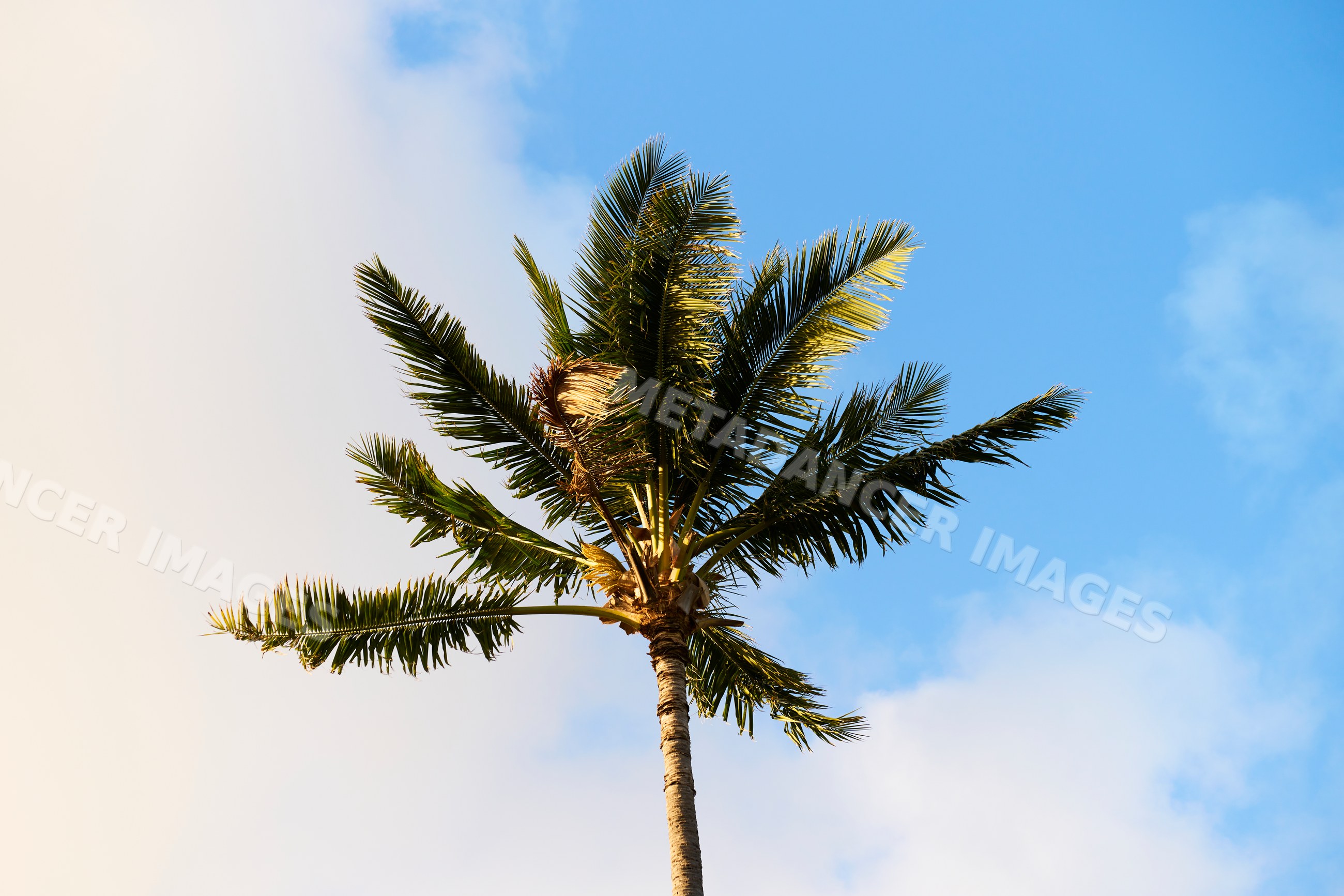 Palm tree with sunlit fronds against blue sky in Oahu Hawaii