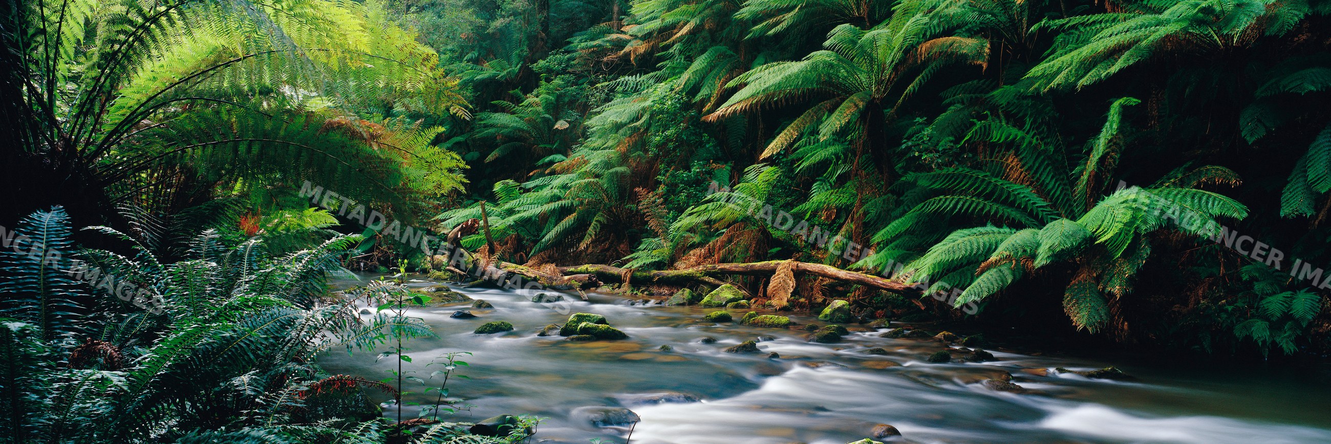 Stream flowing through ferns