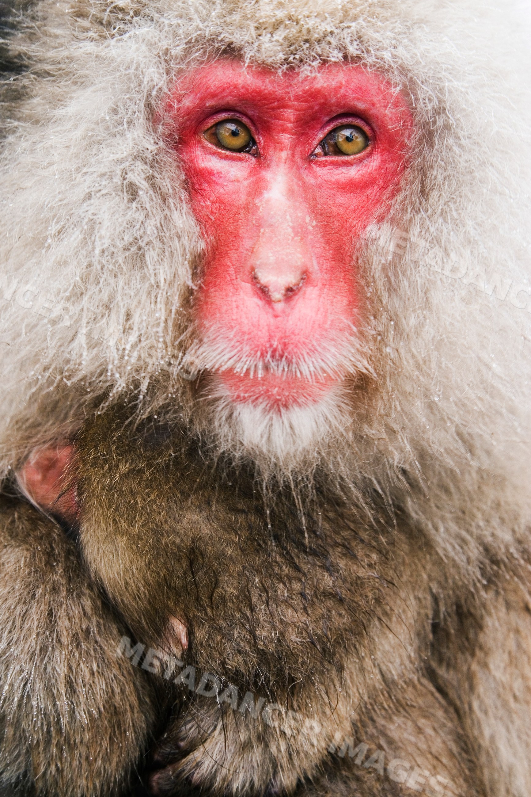 Japanese macaque portrait in winter wildlife scene