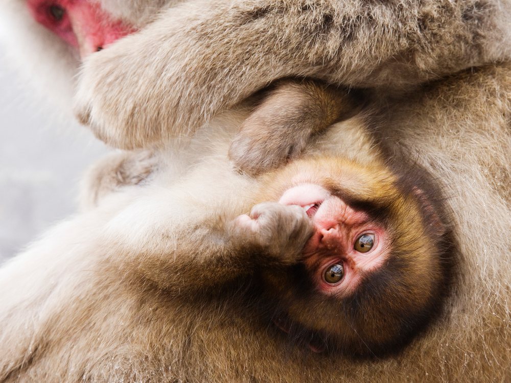 Baby Japanese macaque nestled in mother's fur in winter wildlife