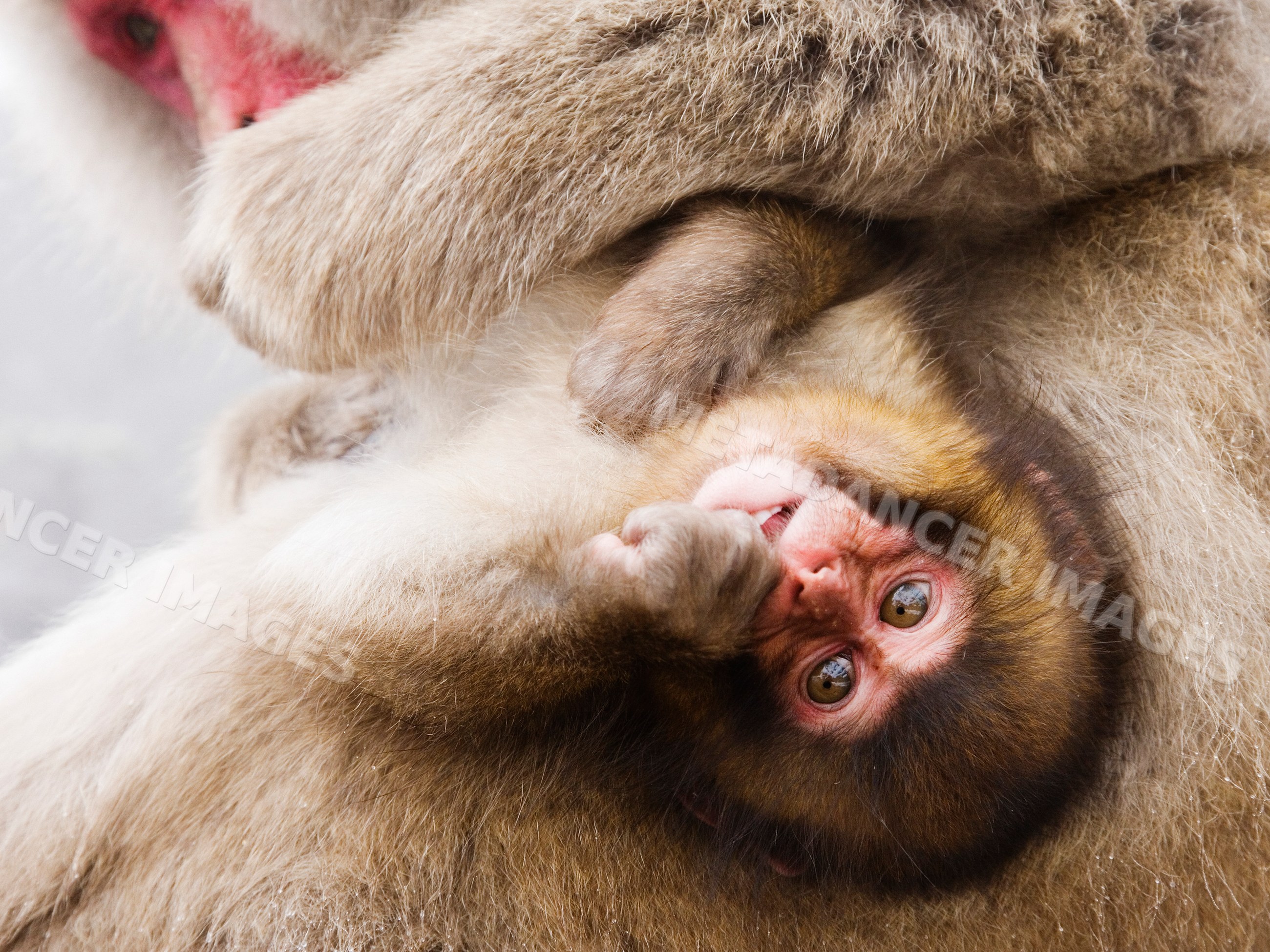 Baby Japanese macaque nestled in mother's fur in winter wildlife