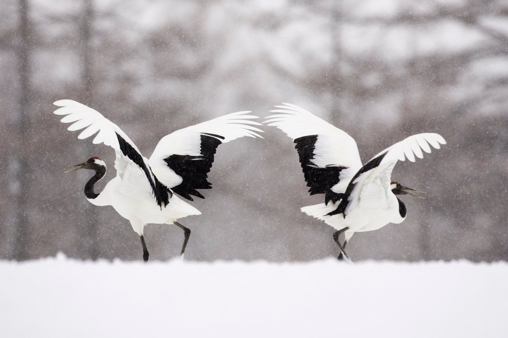 Red crowned cranes flapping wings in snowy winter landscape japan