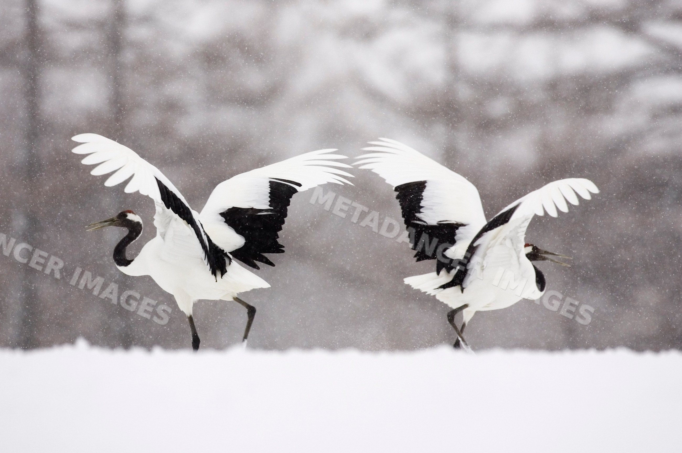 Red crowned cranes flapping wings in snowy winter landscape japan