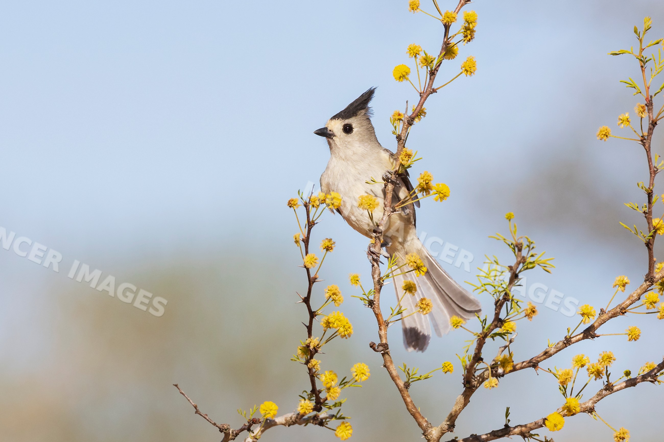 Black-Crested Titmouse perched on flowering branch