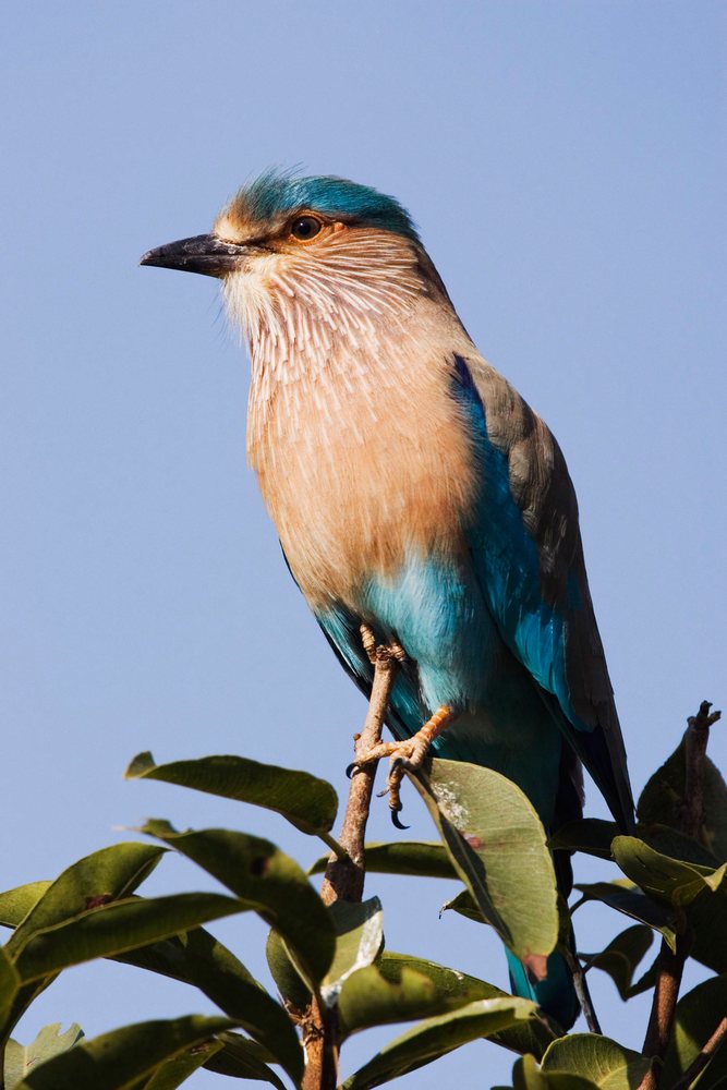 Indian roller bird perched on a tree branch with blue sky background