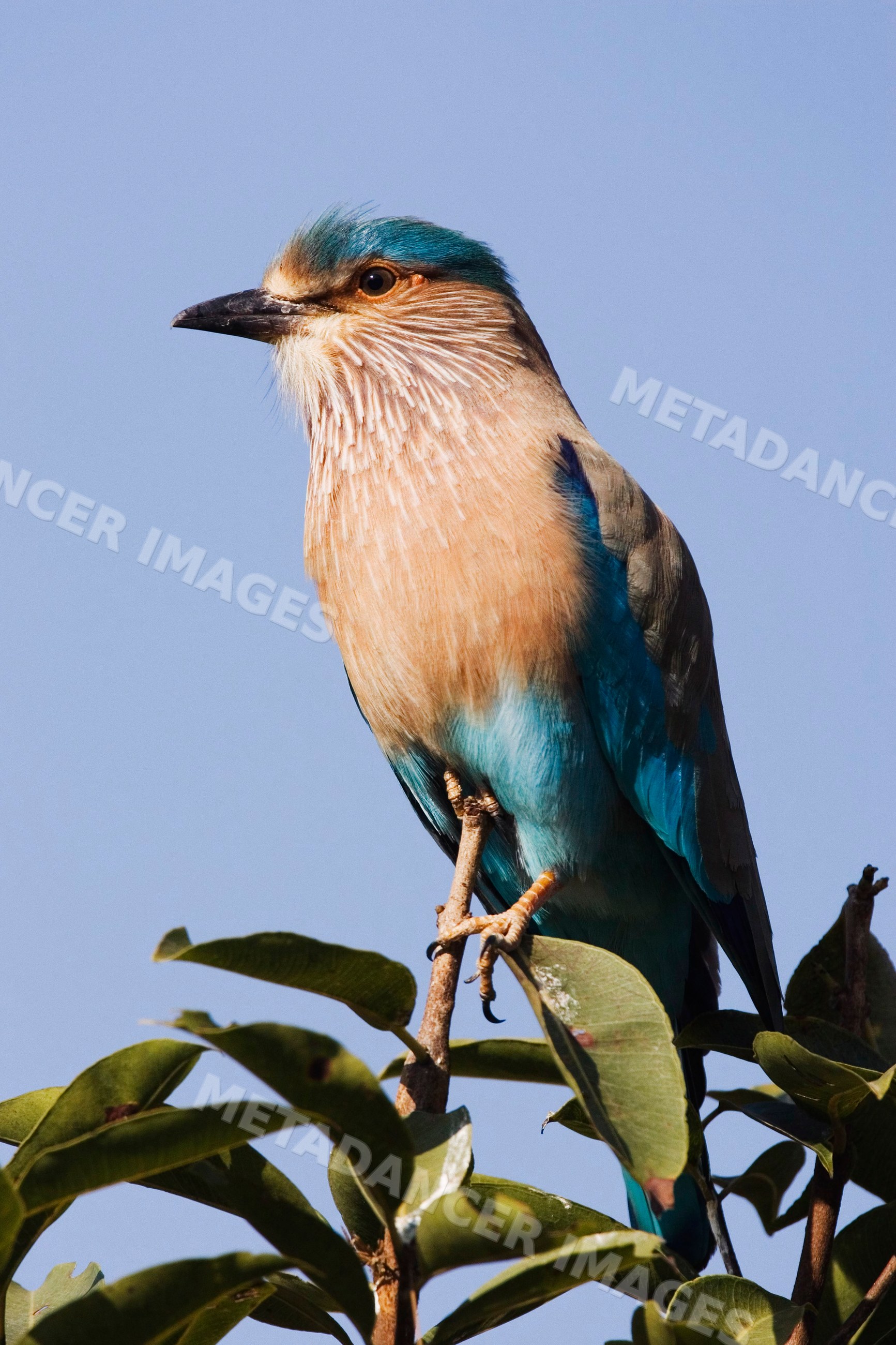 Indian roller bird perched on a tree branch with blue sky background