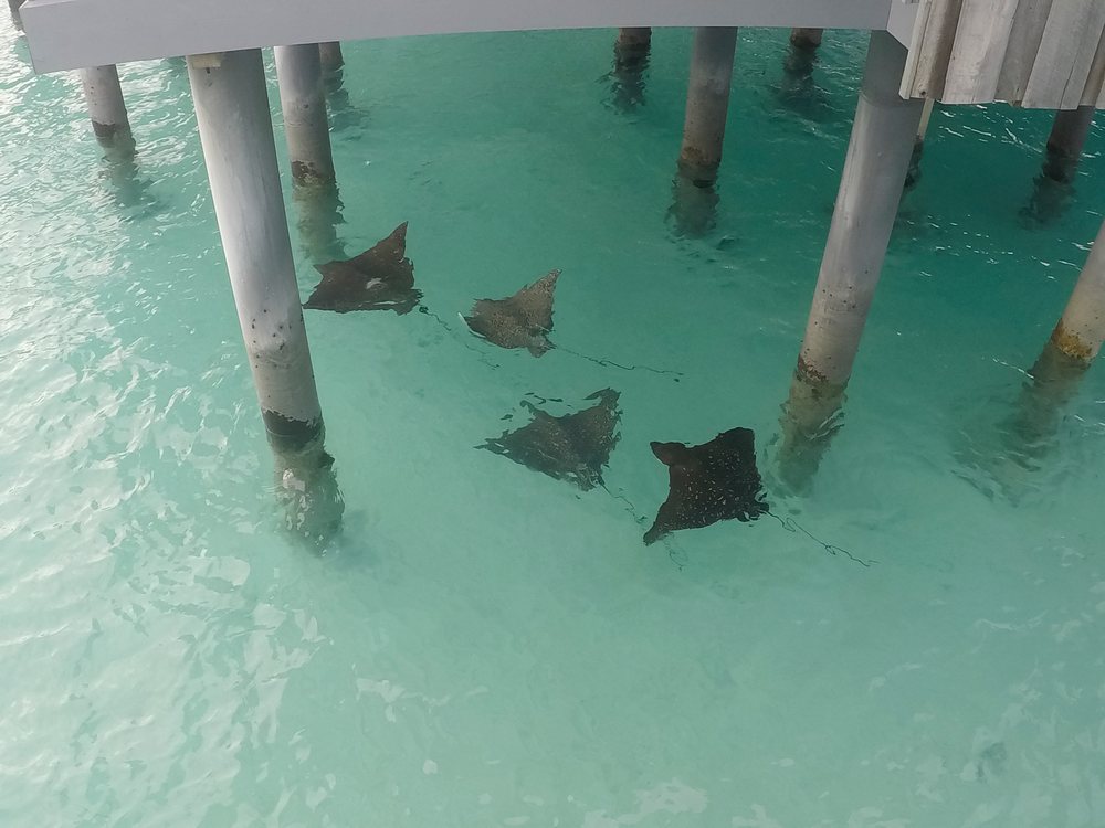 Stingrays swim under a wooden pier in the clear waters of the Maldives