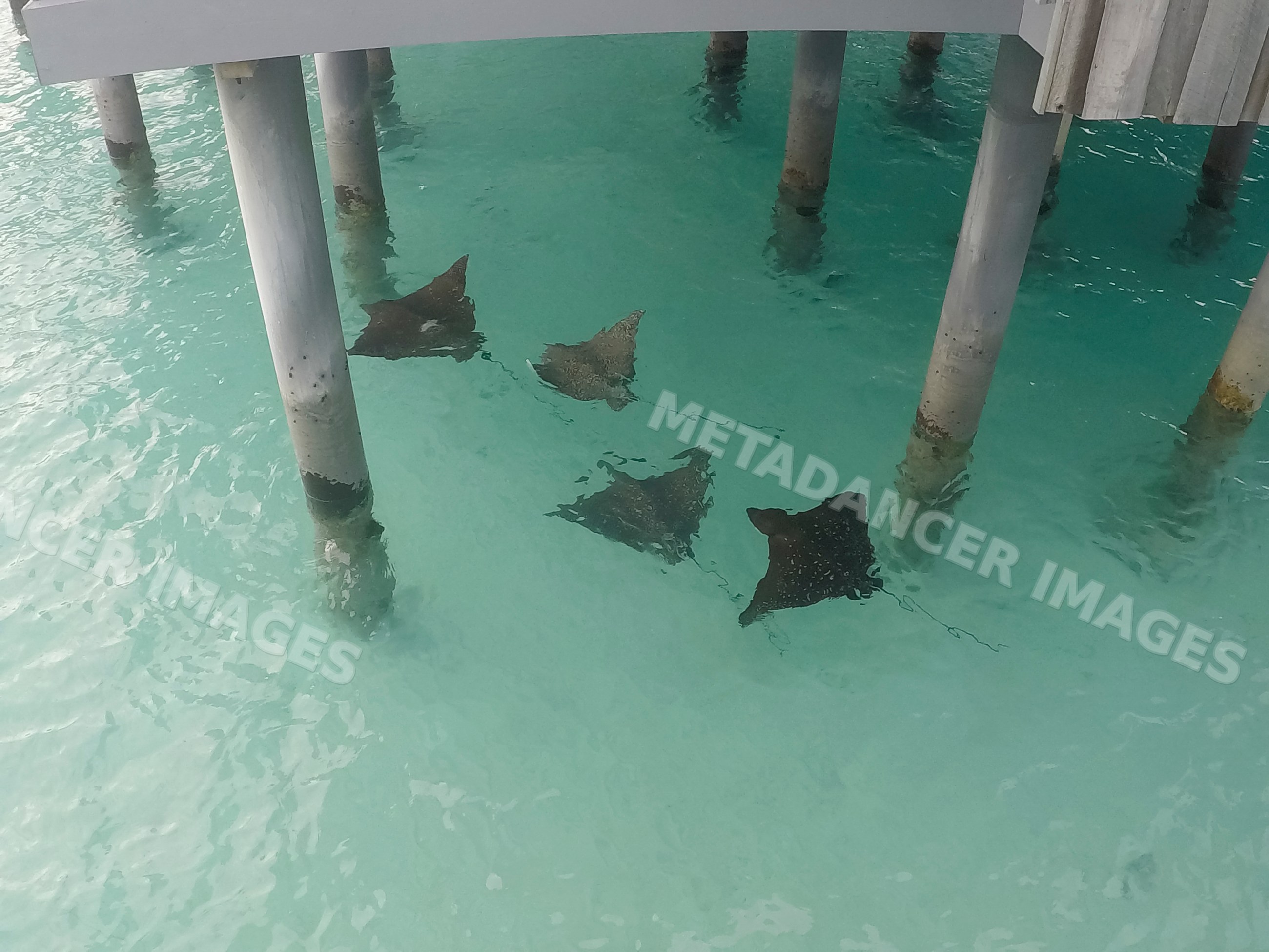 Stingrays swim under a wooden pier in the clear waters of the Maldives