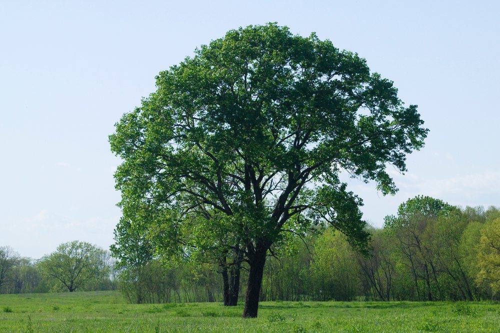 Cottonwood tree standing in grassy meadow in summer, texas