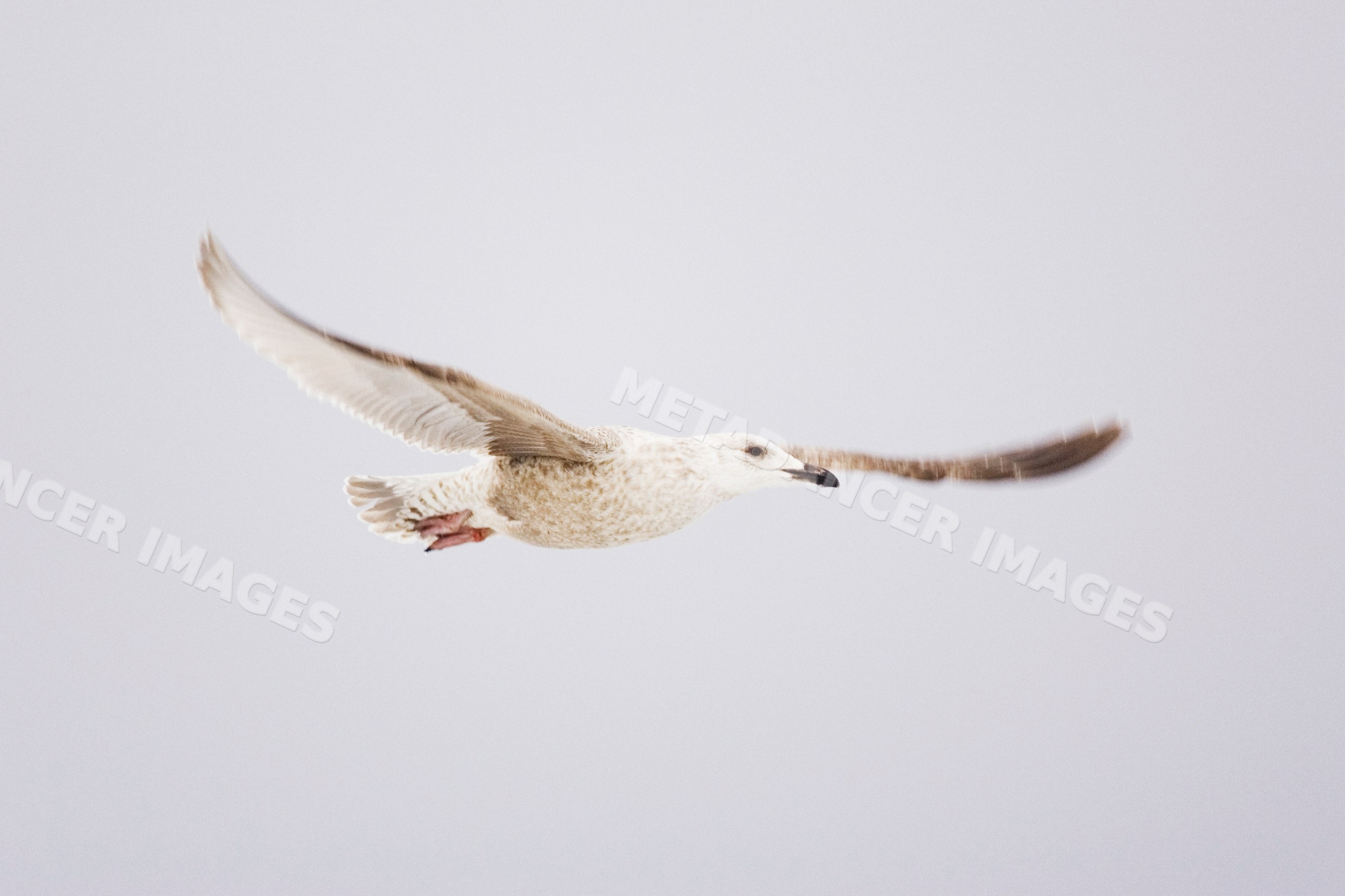 Gull in flight with spread wings Japan