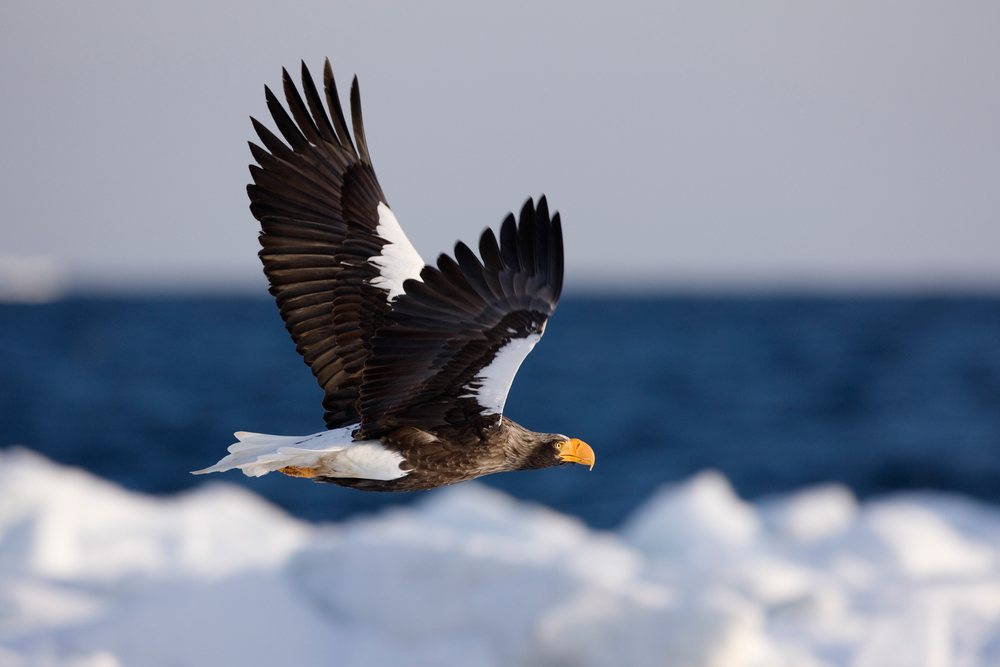 Steller's sea eagle flying over ice near hokkaido, japan