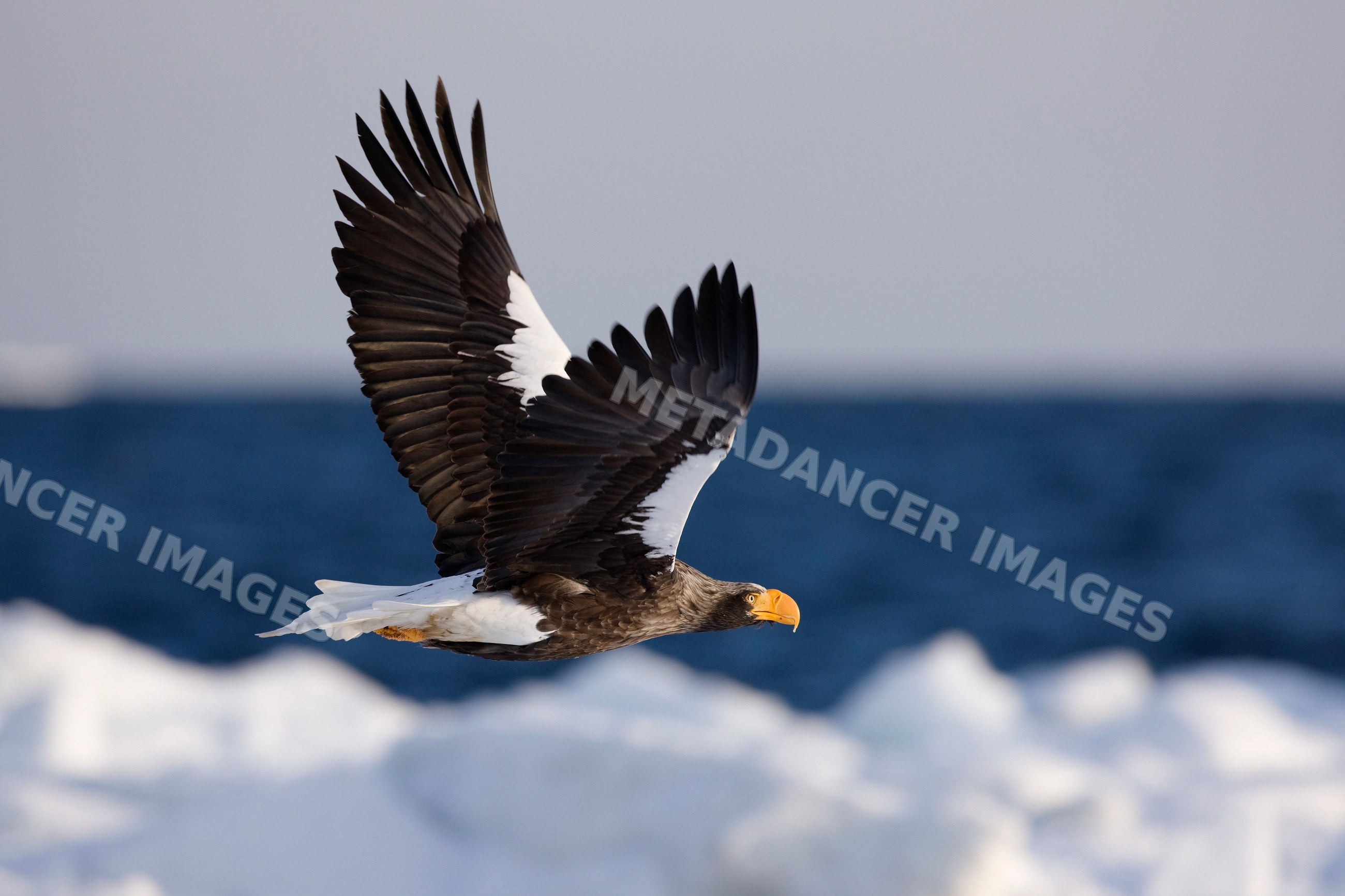 Steller's sea eagle flying over ice near hokkaido, japan