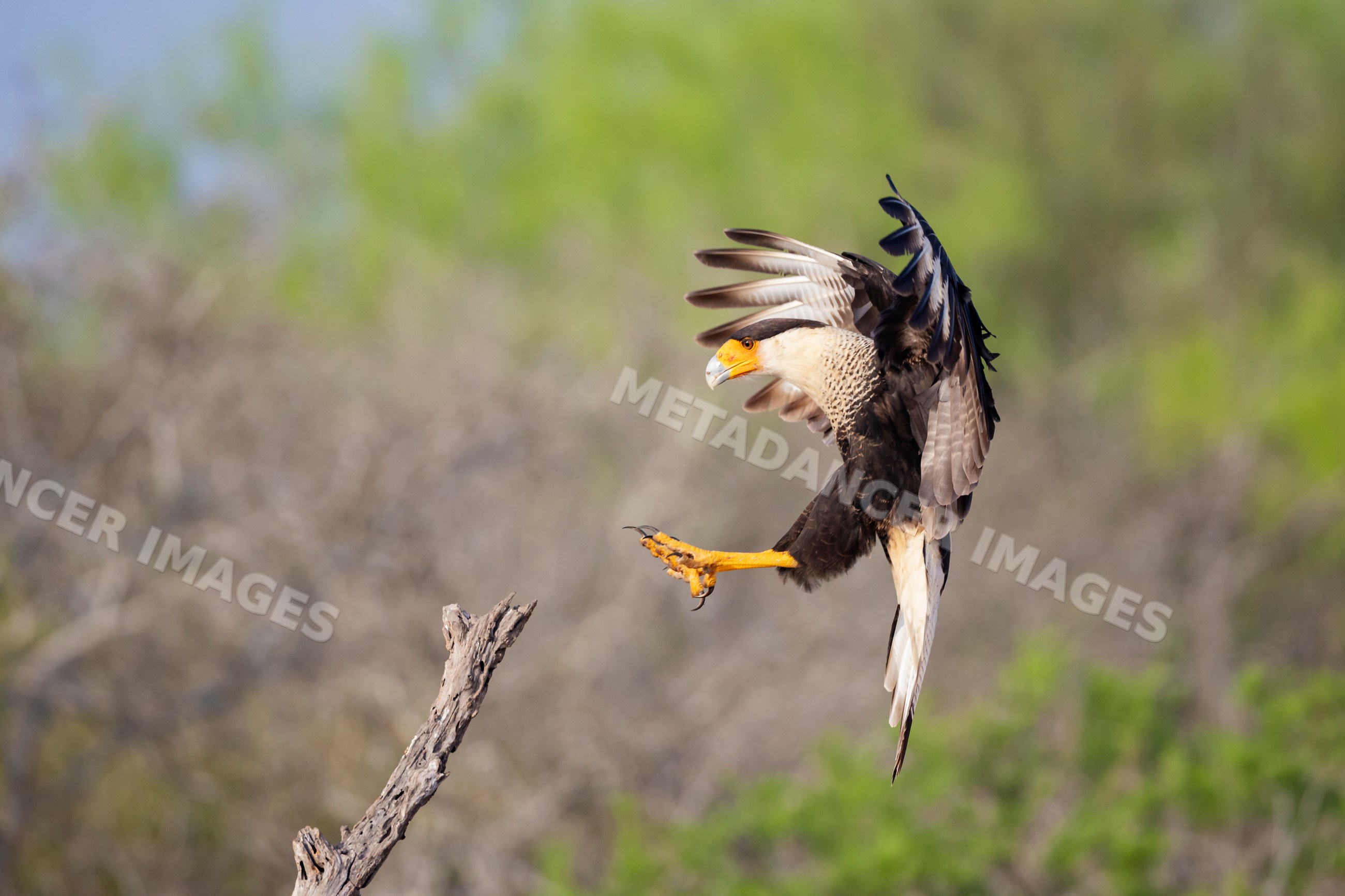 Crested caracara landing on dead tree branch