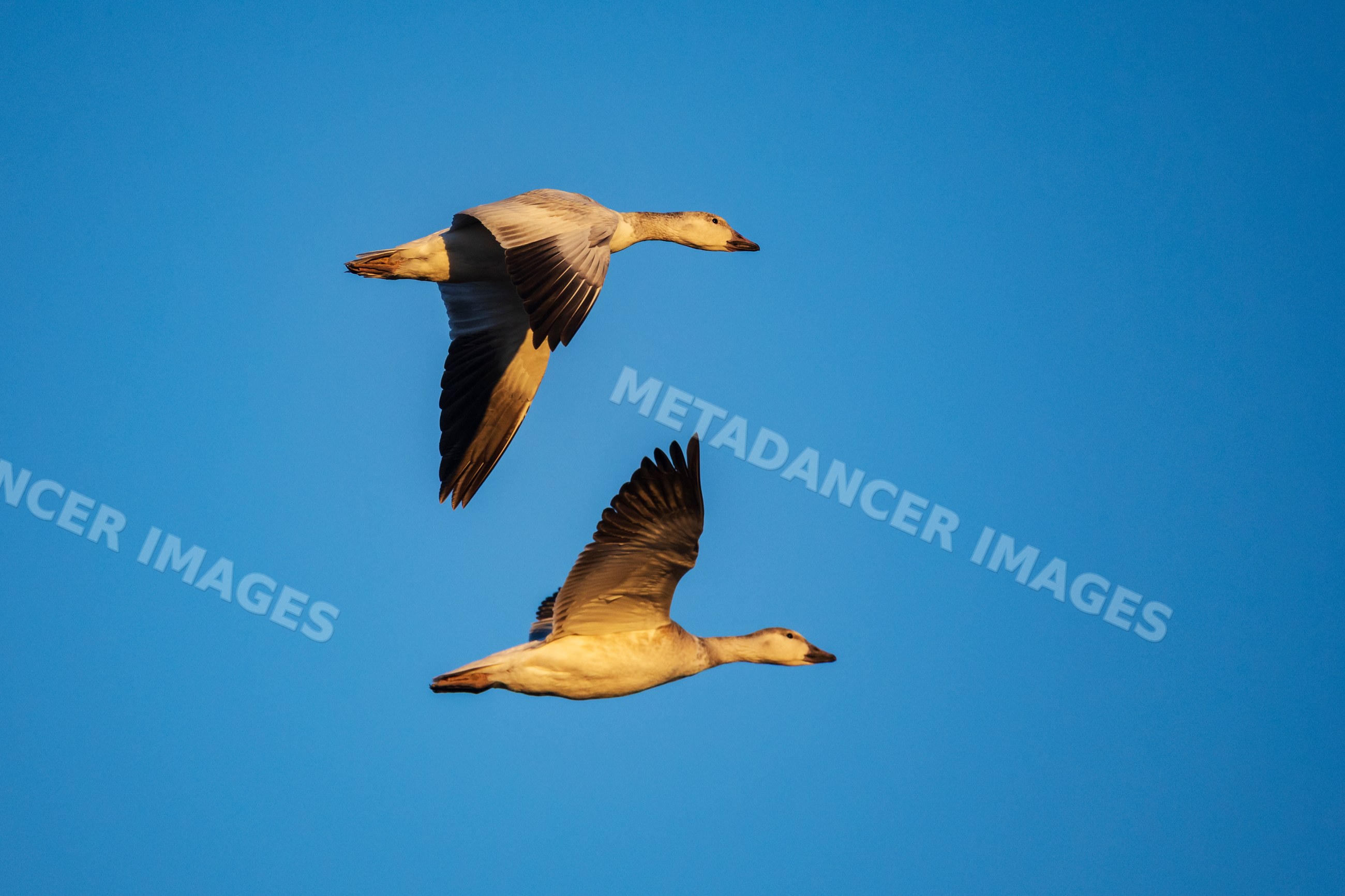 Two Snow Geese in Flight over ladd s gordon waterfowl complex