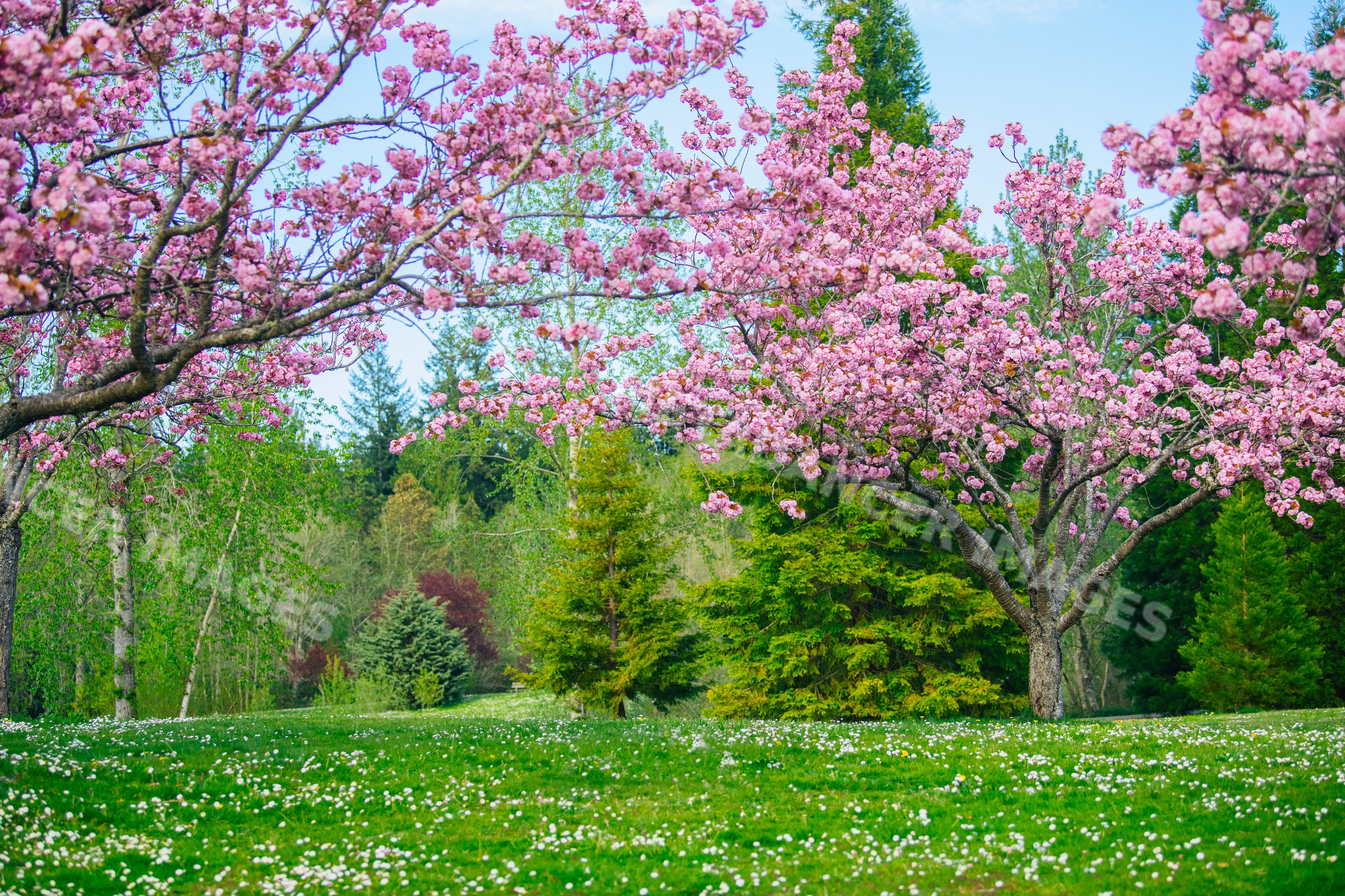 Cherry blossom trees bloom over daisy-dotted grass in a green USA park