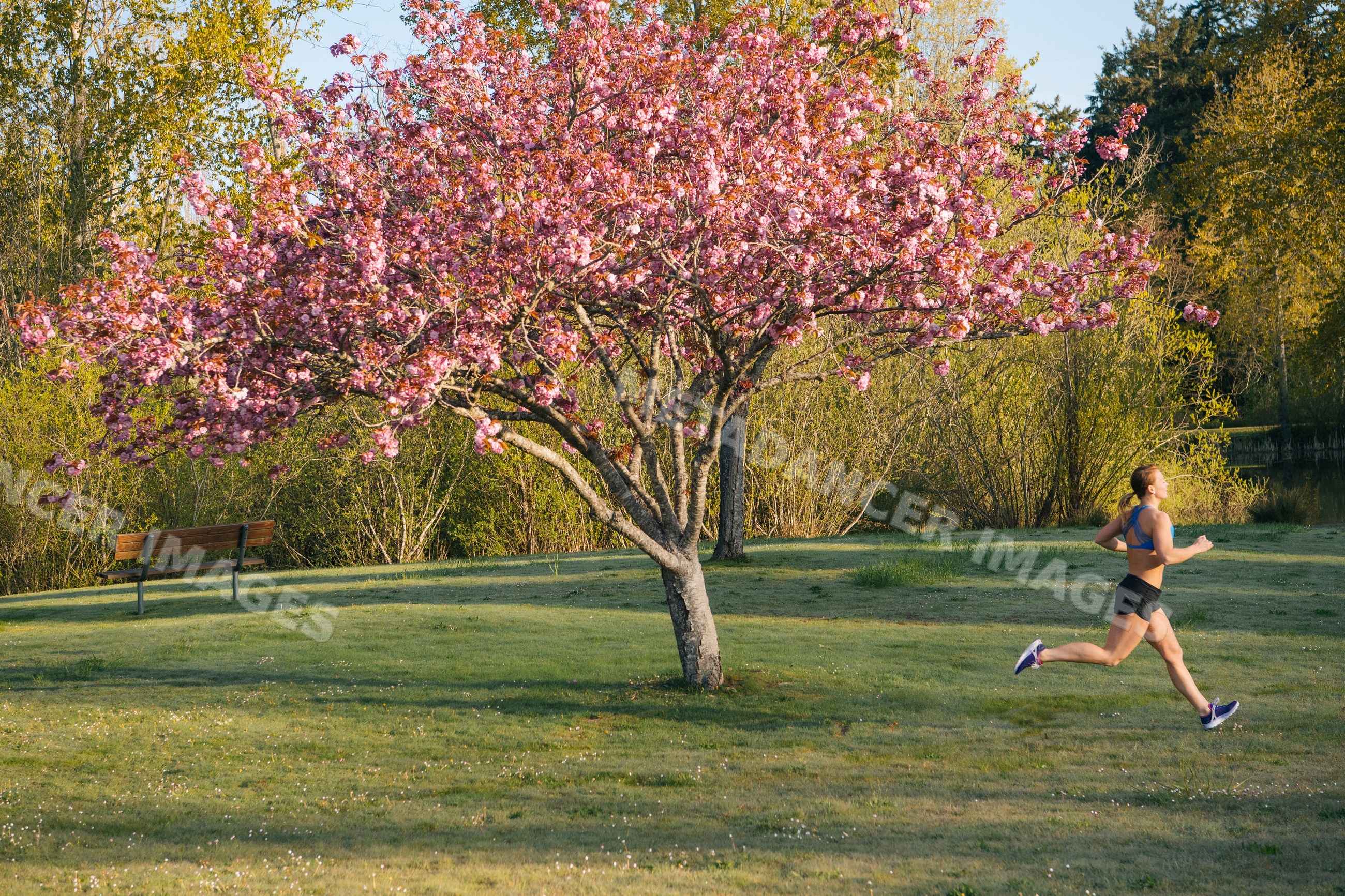 White runner jogging past blossoming cherry tree