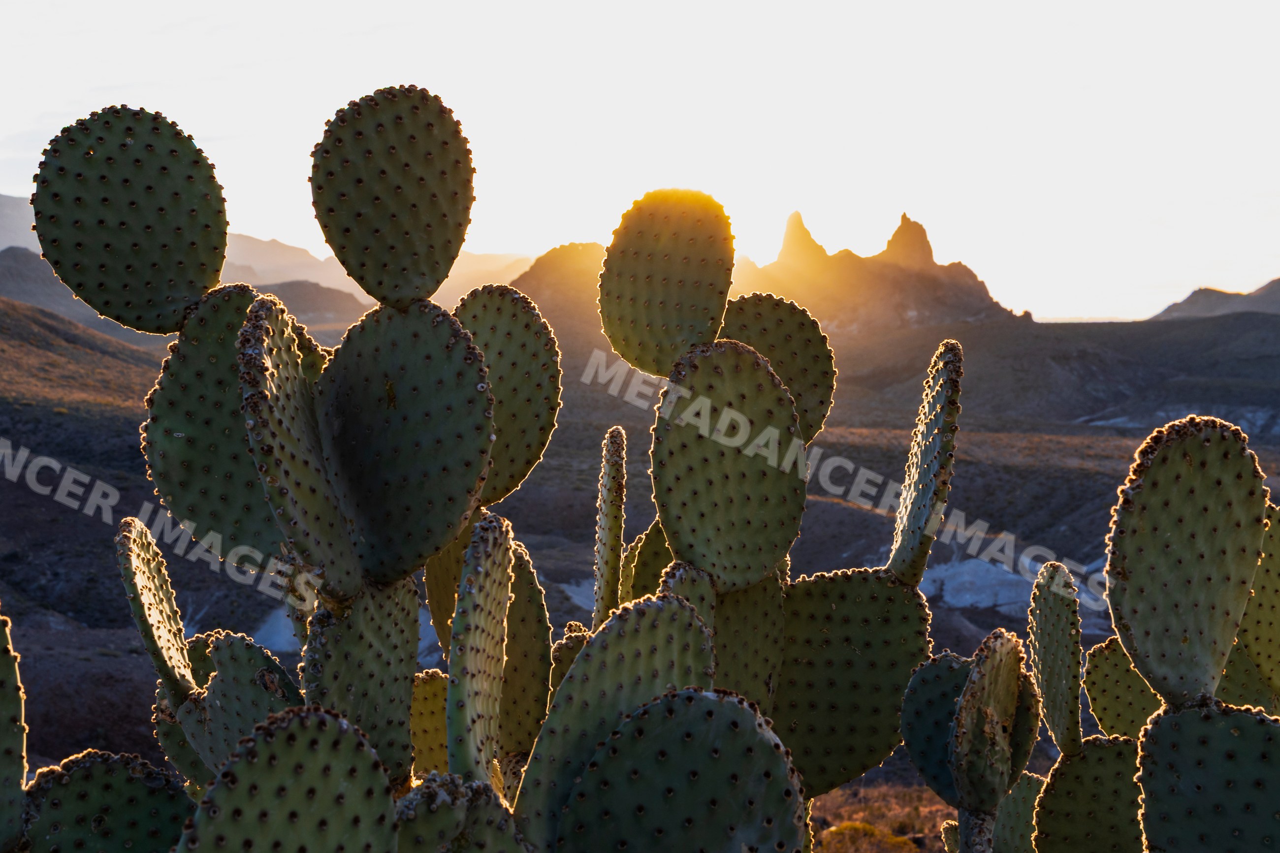 Prickly pear cactus at Sunrise near mule ears in big bend national