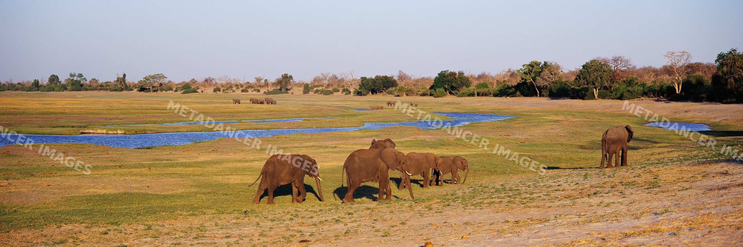 Herd of elephants walking savannah