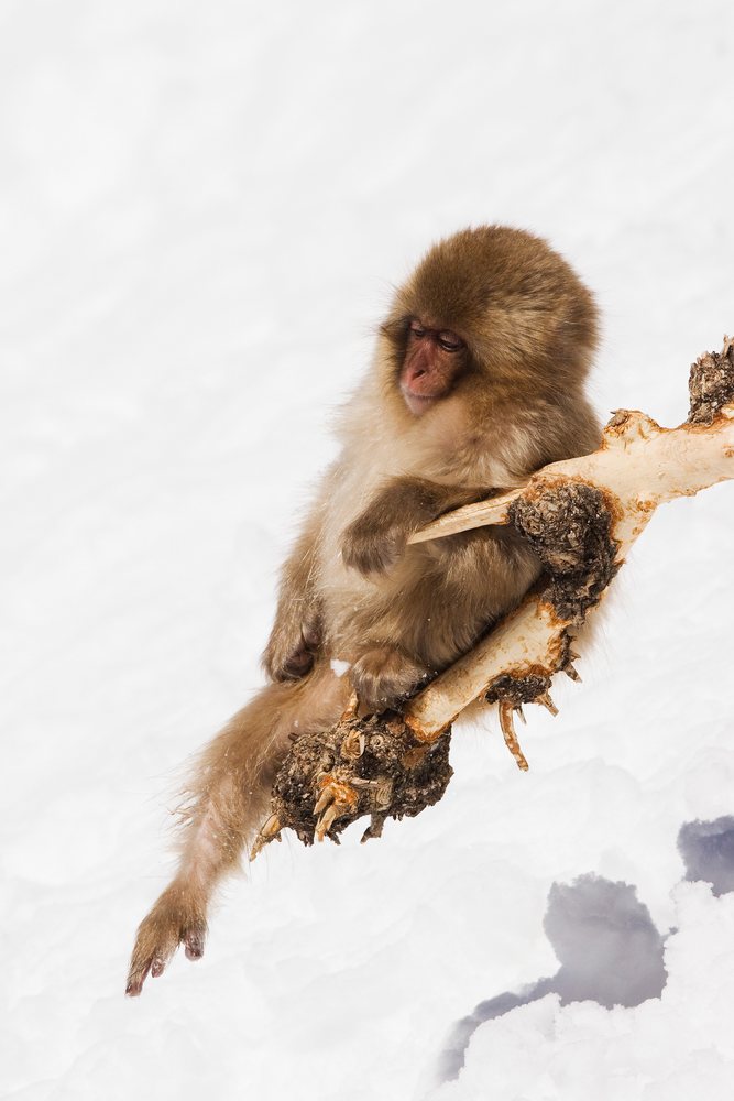 Japanese macaque resting on tree branch in snowy winter