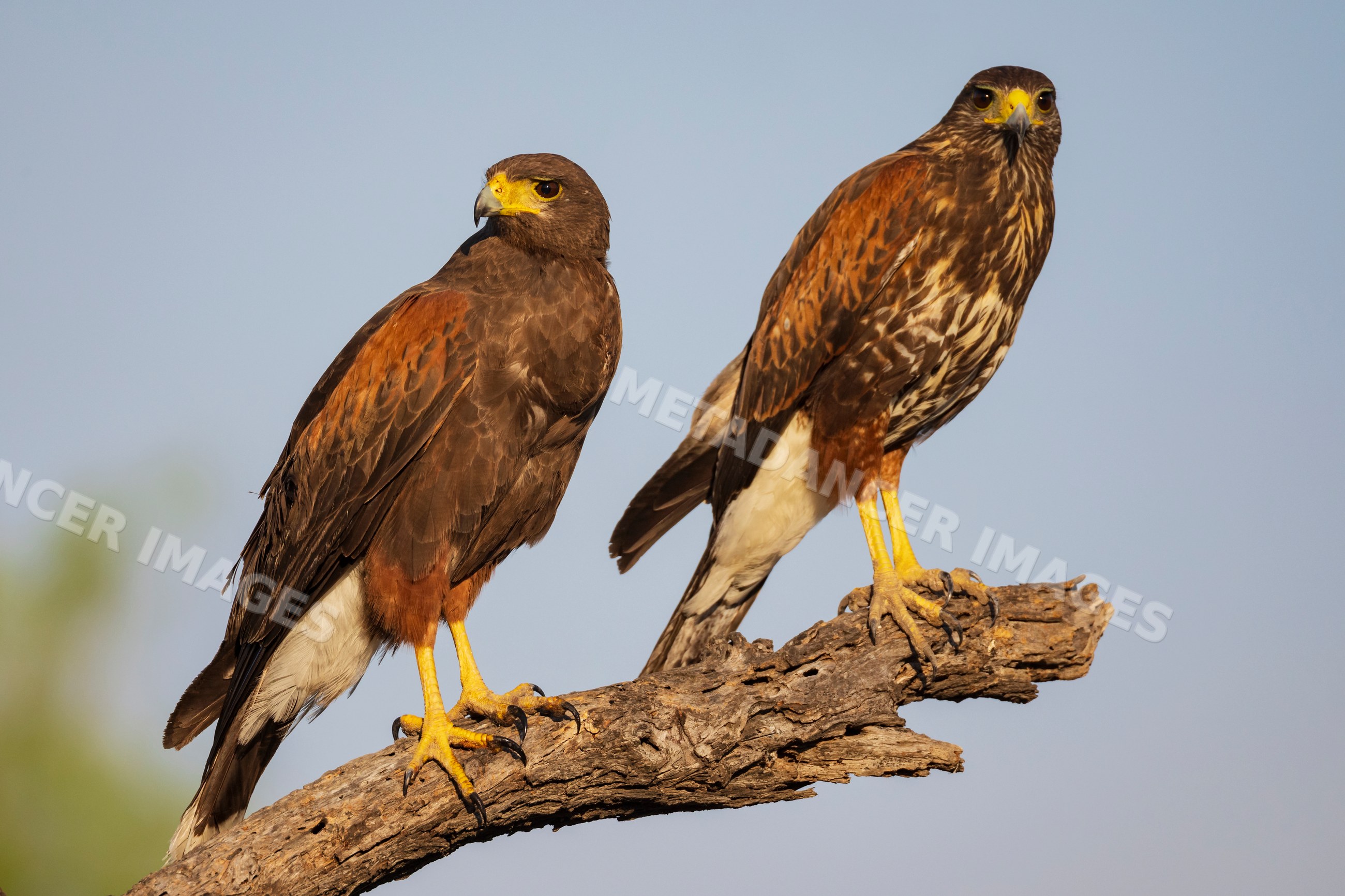 Harris hawk family perched on branch in texas wildlife setting