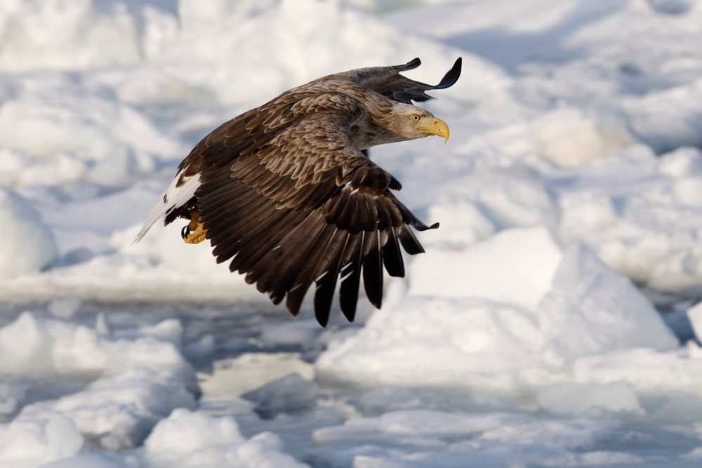 White-tailed eagle flying over icy nemuro channel japan