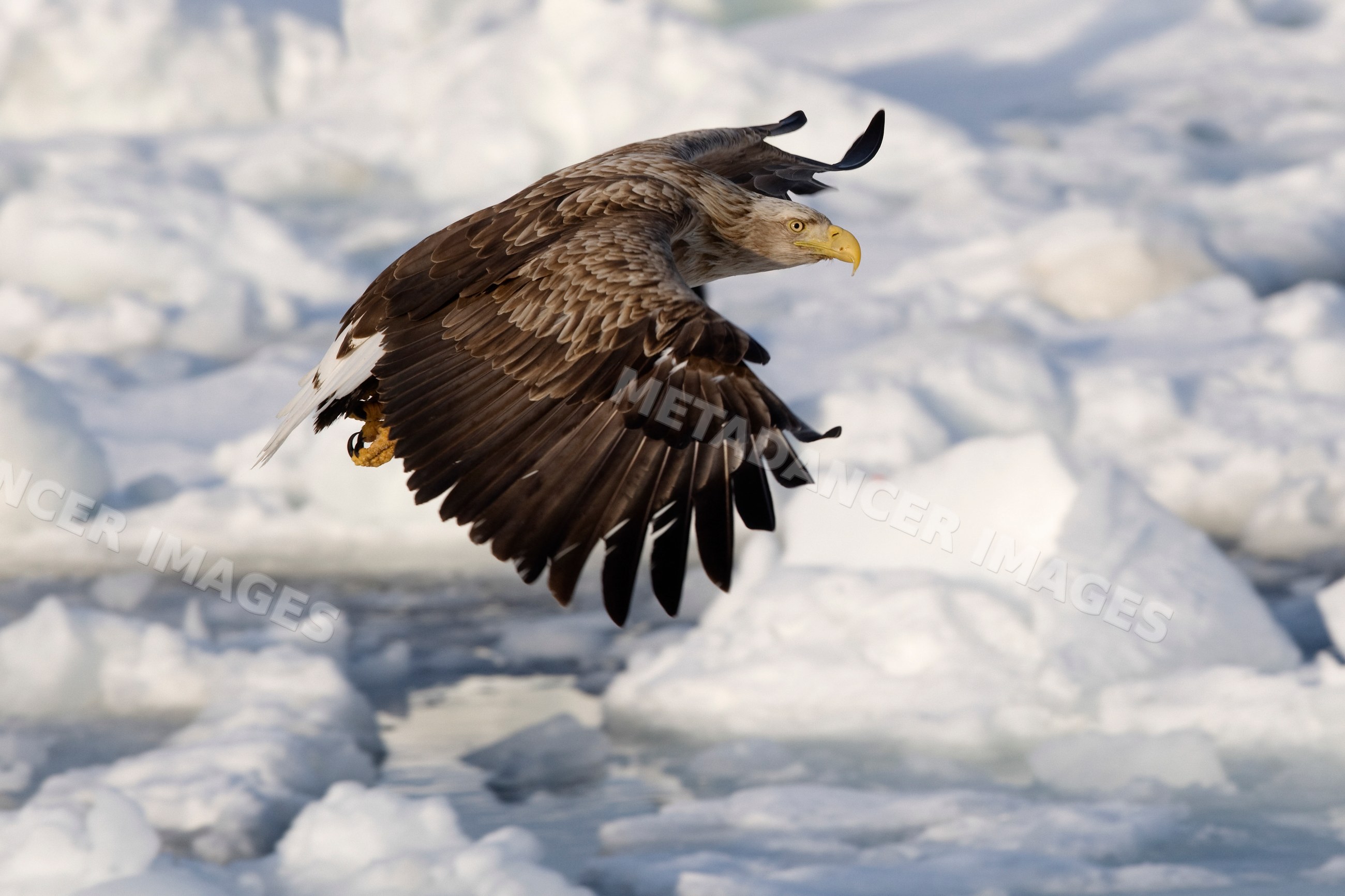 White-tailed eagle flying over icy nemuro channel japan