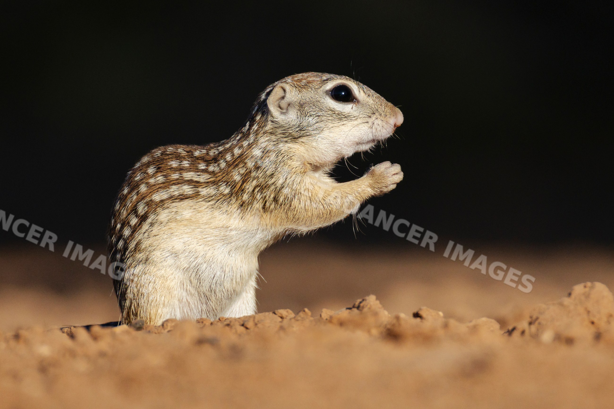 Mexican Ground Squirrel in desert terrain at santa clara ranch Texas