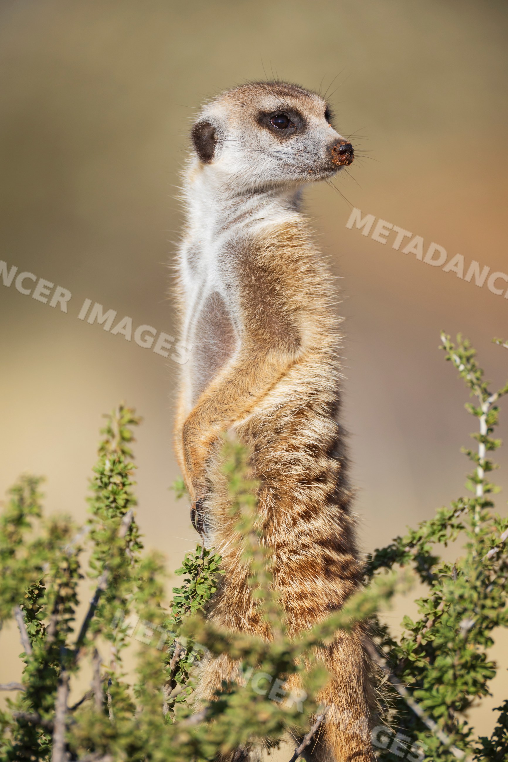 Meerkat sentry standing alert among bushes