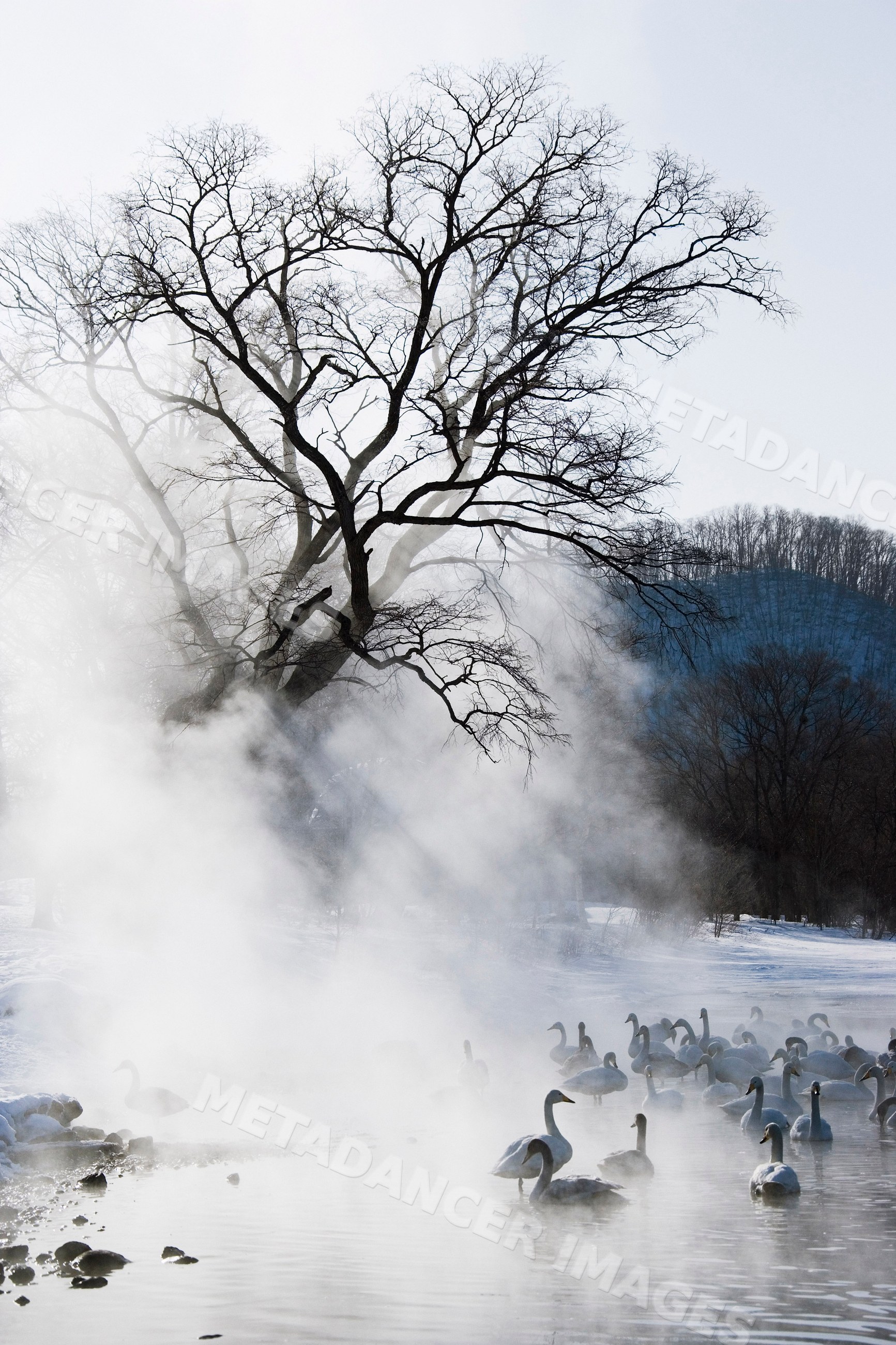 Whooper swans in misty winter lake landscape japan