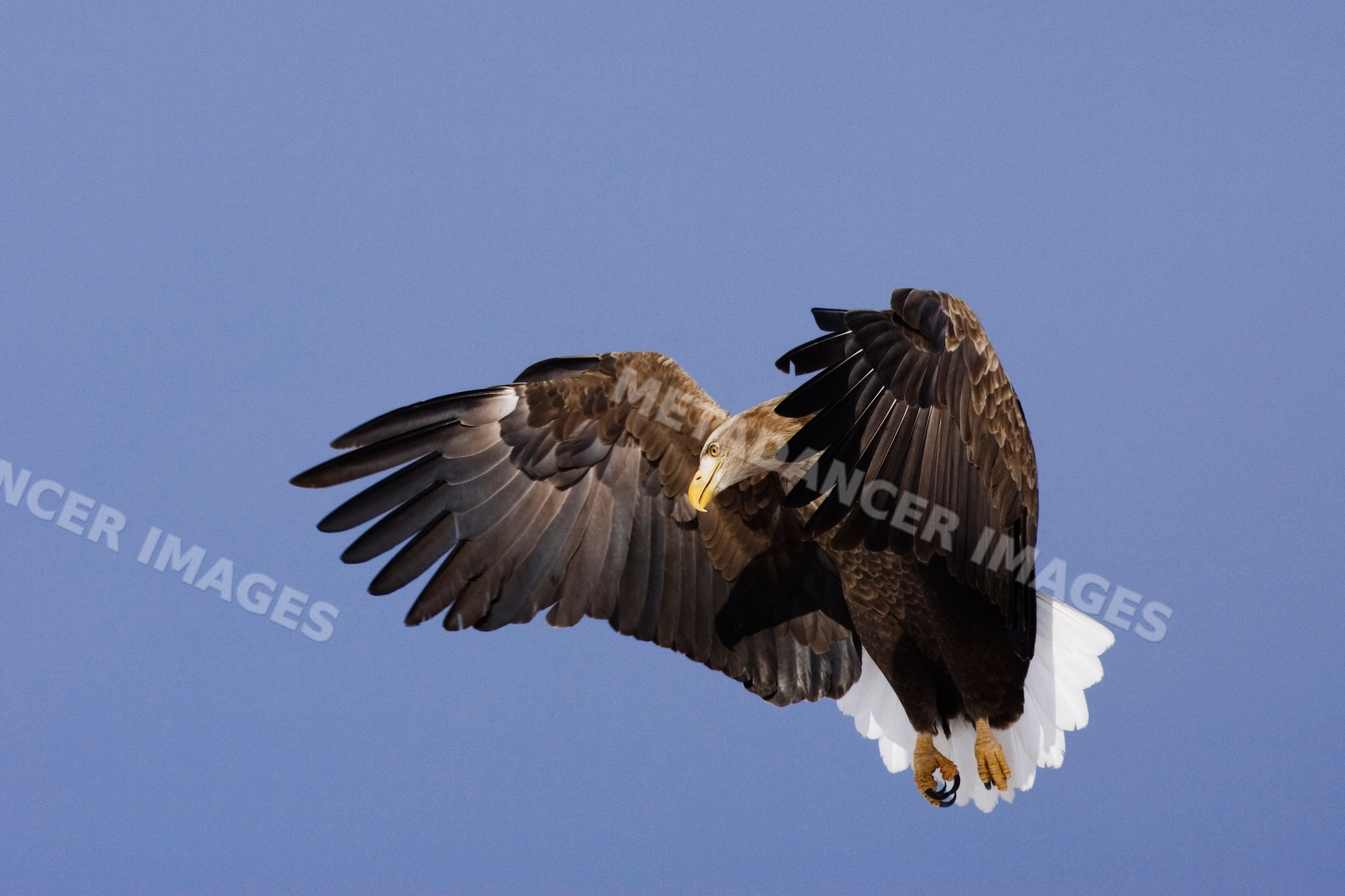 White-tailed eagle soaring in blue sky over hokkaido japan