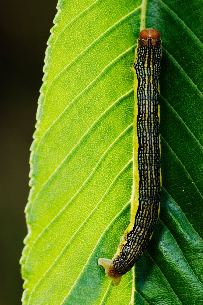 Striped caterpillar on green leaf in natural Texas outdoor environment
