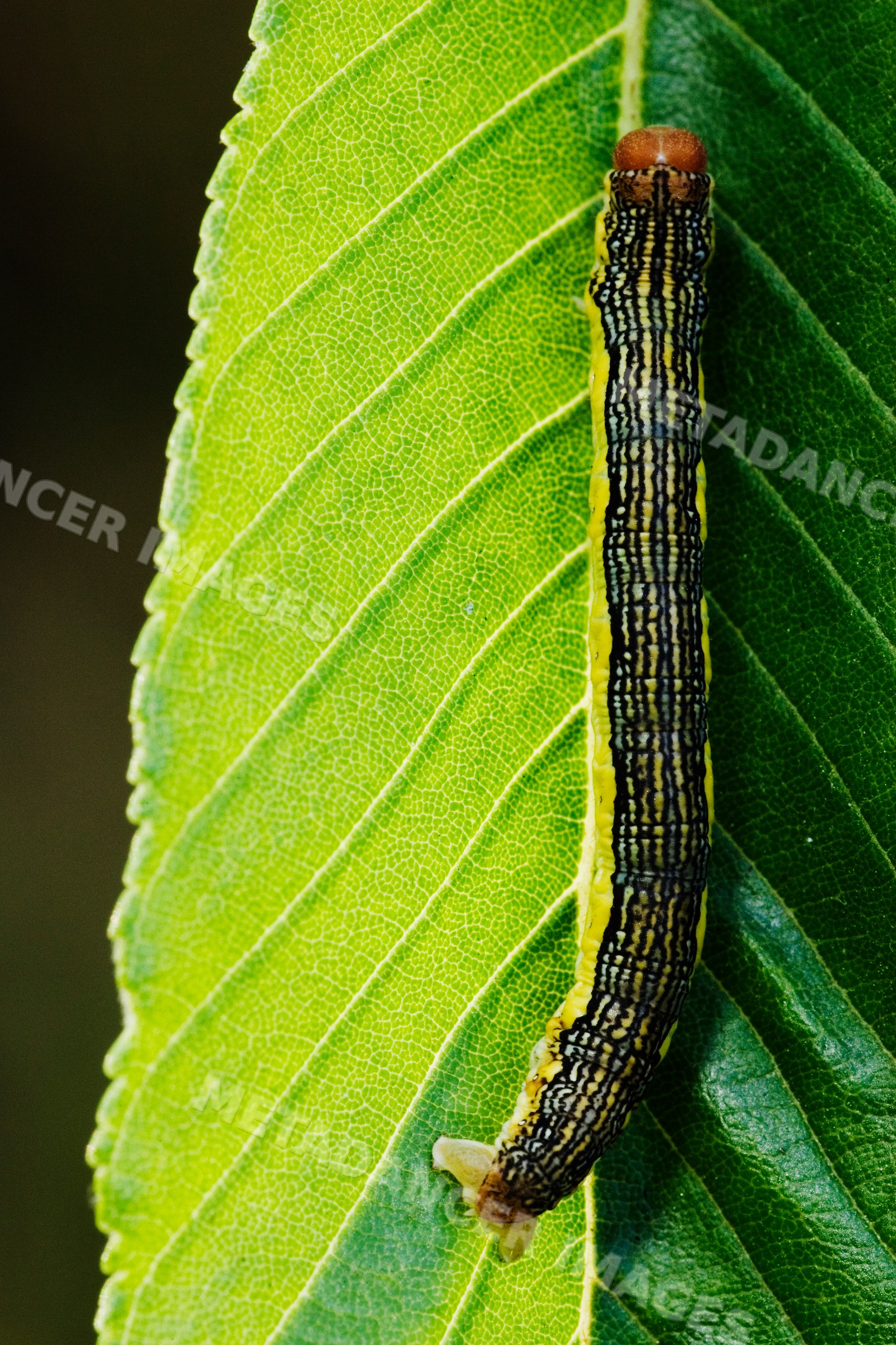 Striped caterpillar on green leaf in natural Texas outdoor environment