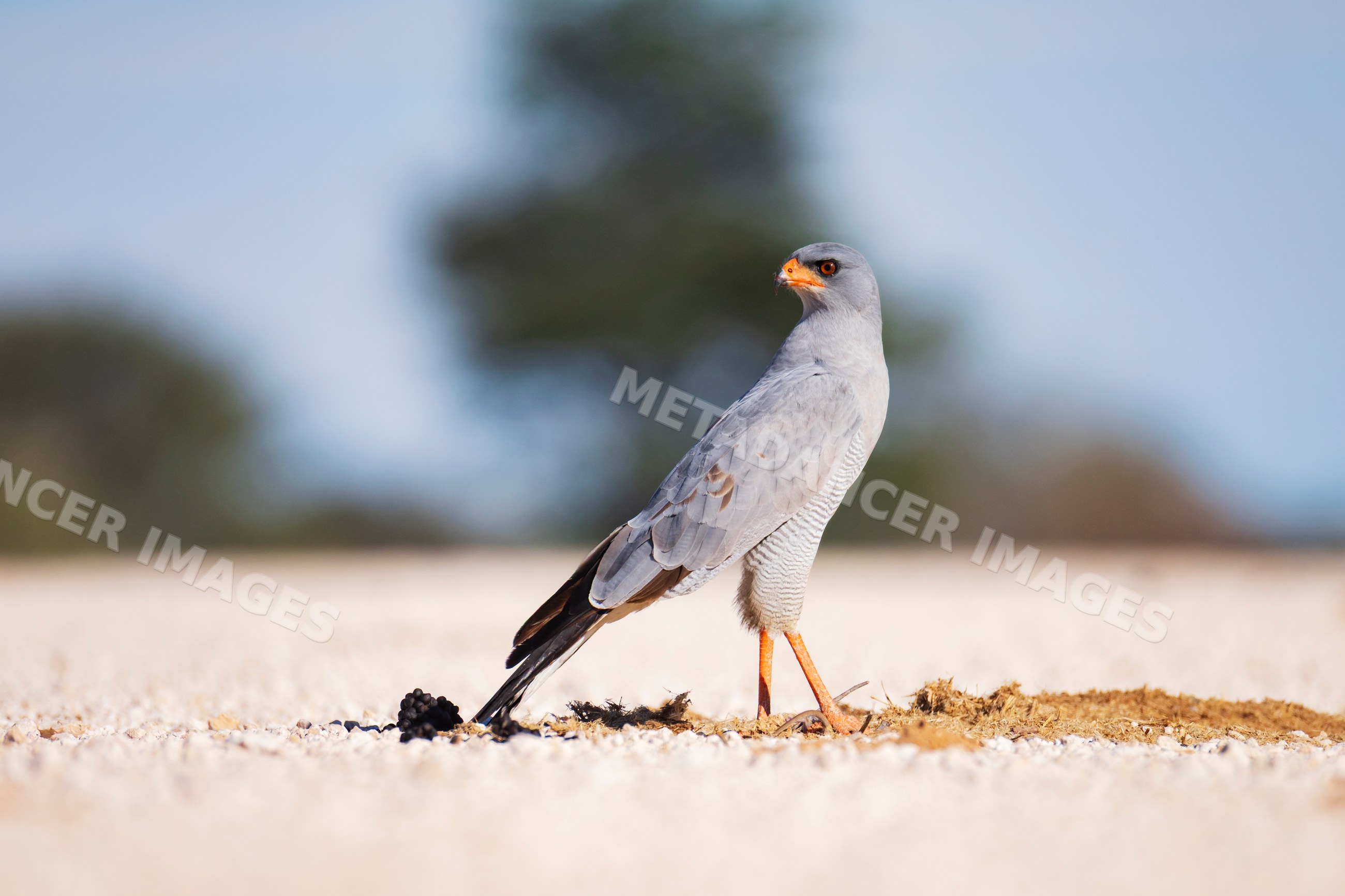 Pale Chanting Goshawk standing on stone ground