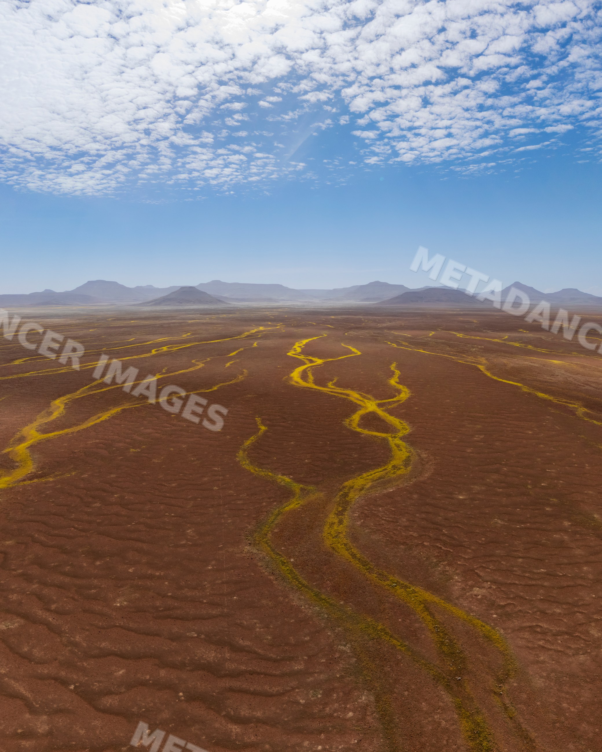 Devil's Thorn plants forming rivers across te gravel plains